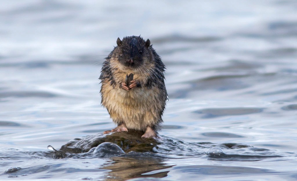 Rakali: Australia's Secret Weapon Against Invasive Rats (2026)
