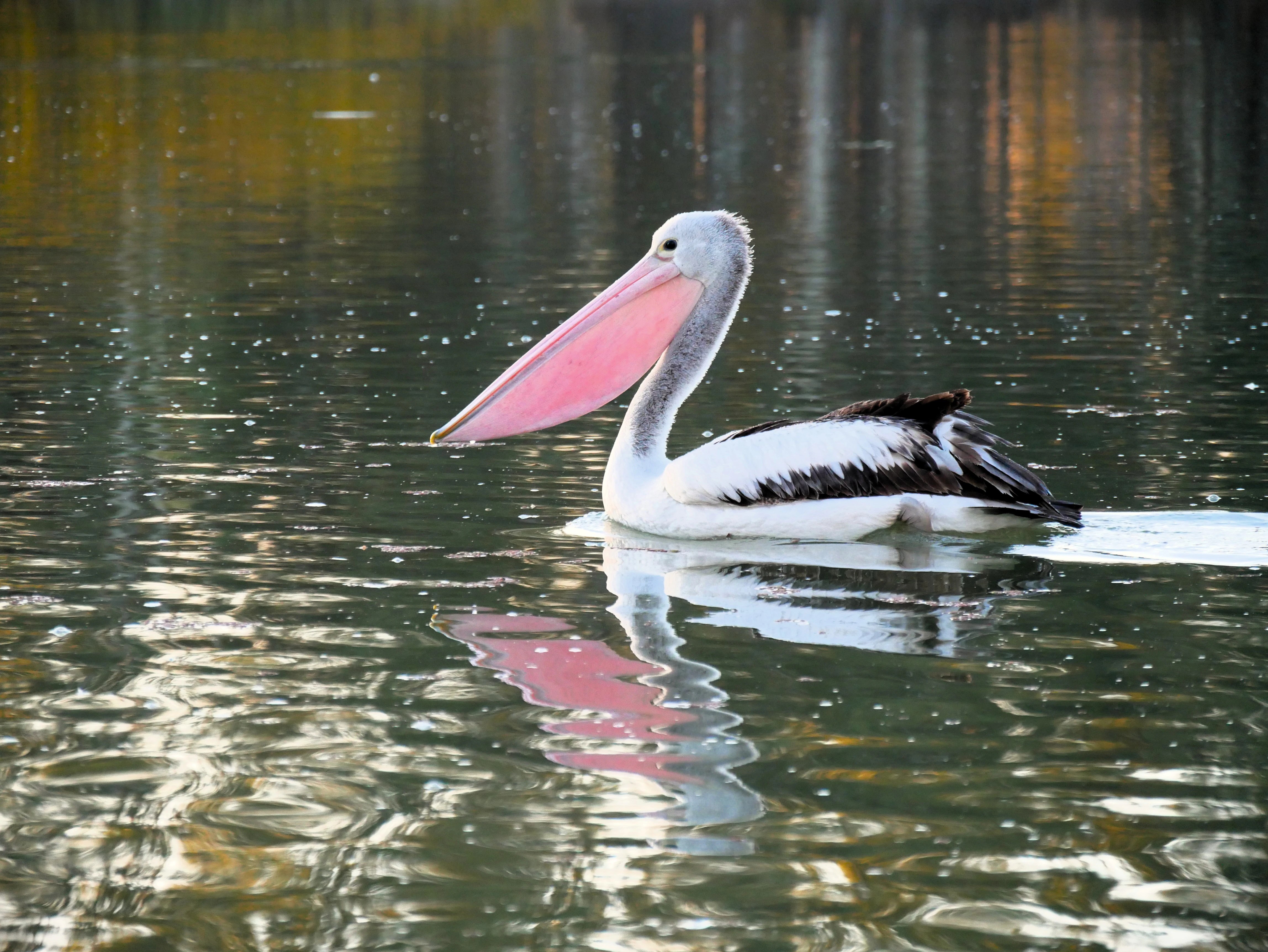 South Australia's Riverland: A Birdwatcher's Paradise After the Rain (2026)