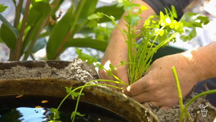 Ornamental Pears Gardening Australia - Vintage Illustration Collection - HD Quality