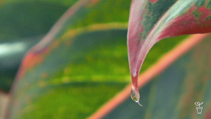 Ornamental Pears Gardening Australia - Creative Retina Space Images | Free Download