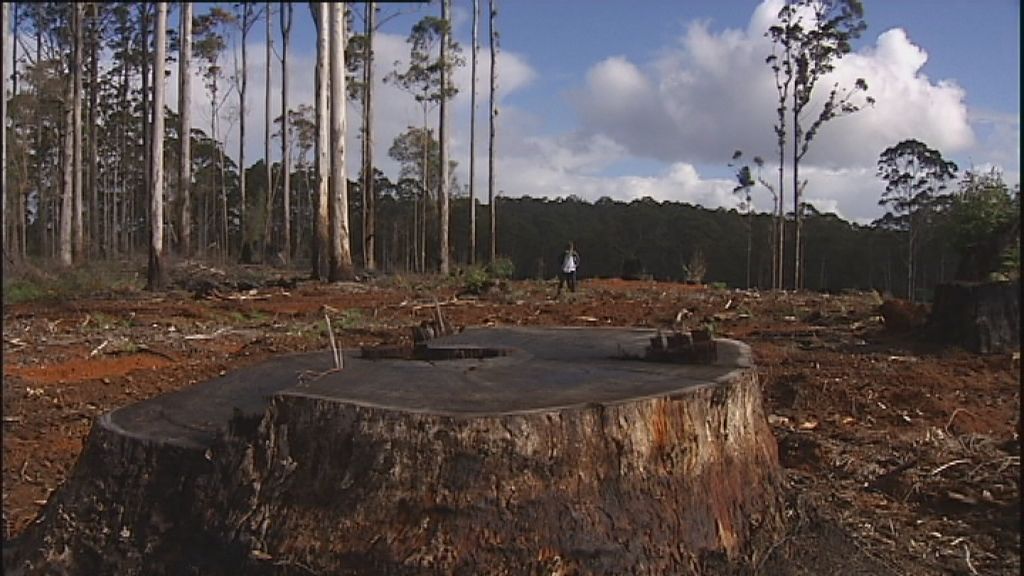 Video Ghost Forests Explained Abc News - Ultra HD Nature Wallpapers for Desktop