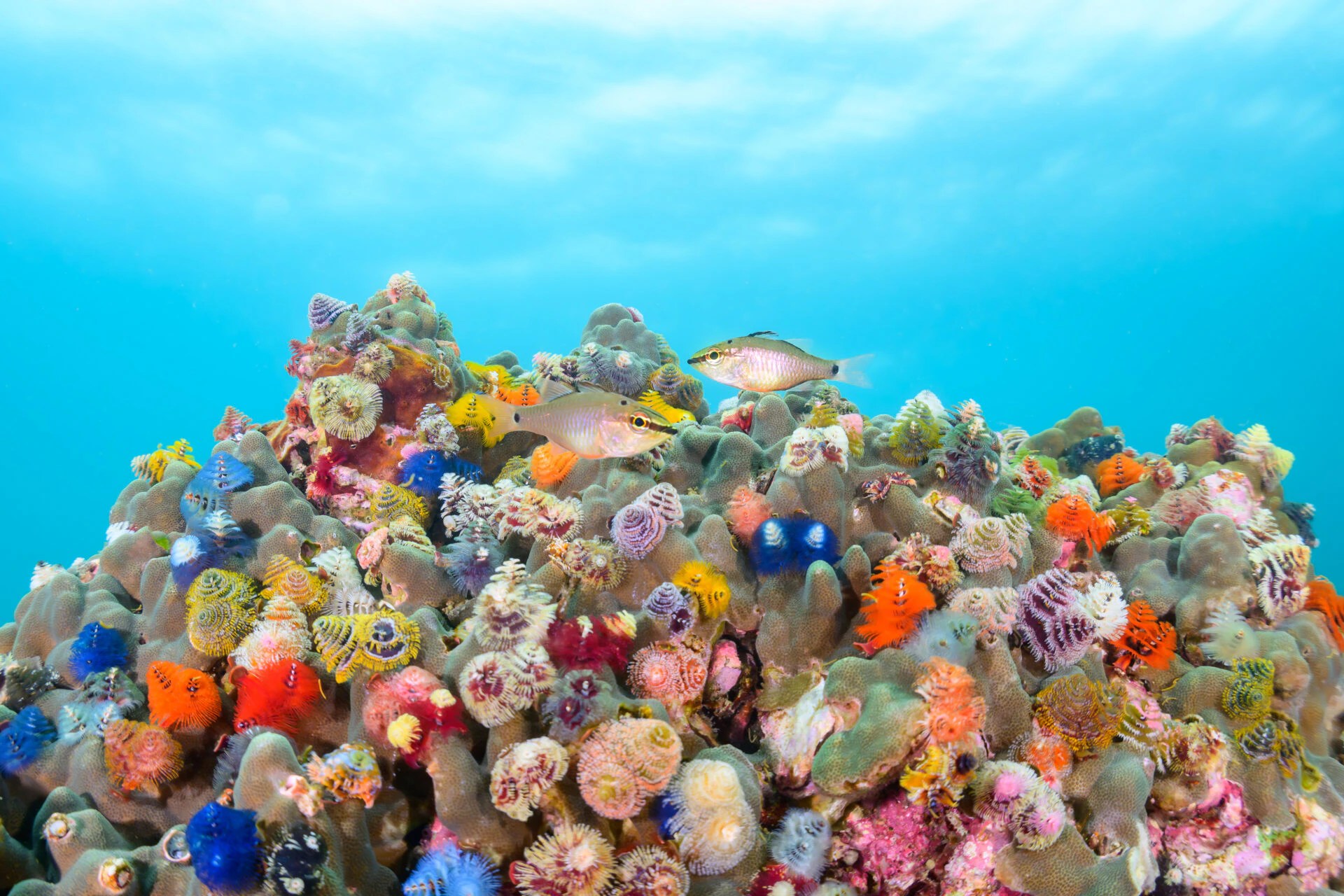 Ocean Photographer of the Year 2026: Stunning Finalists Revealed! Tiny Seahorses & Cooperating Orcas (2026)