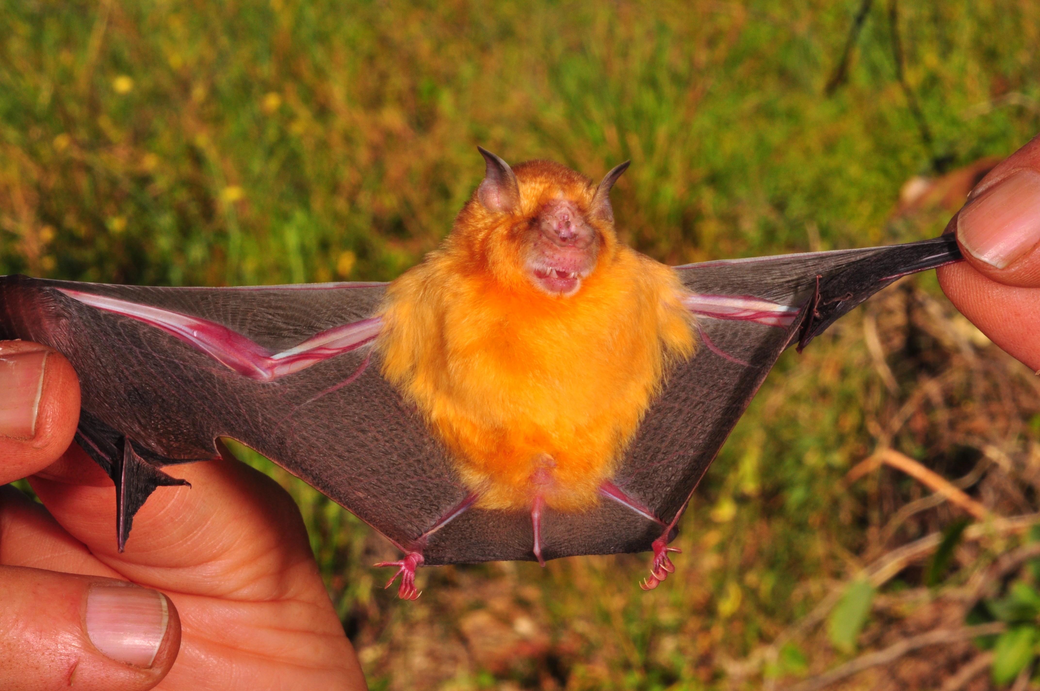 Record Fine for WA Gold Project: Protecting the Pilbara Leaf-Nosed Bat (2026)