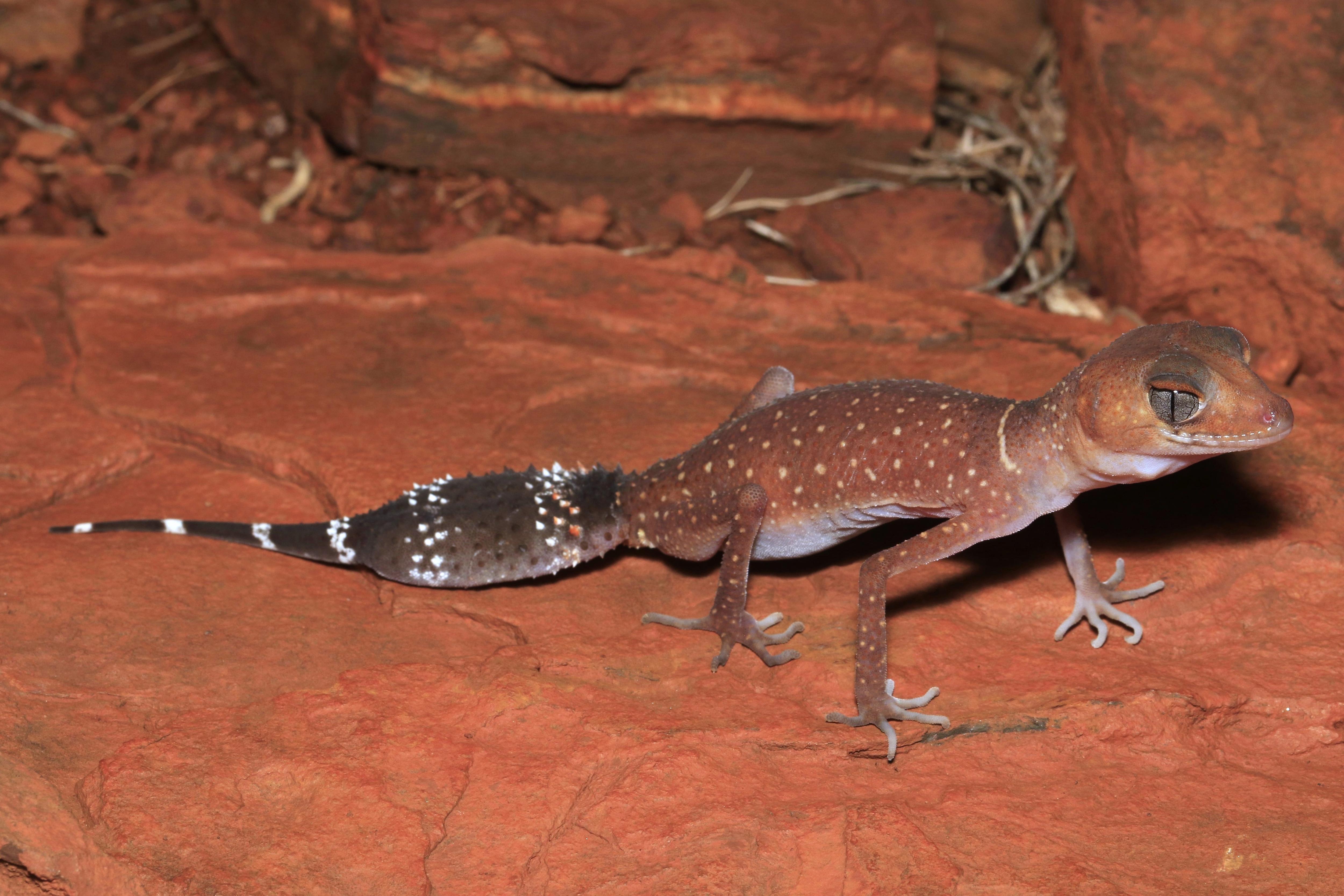 Australia's Rare Reptiles: Pilbara Barking Gecko & Bungle Bungle Slider's Fight for Survival (2026)