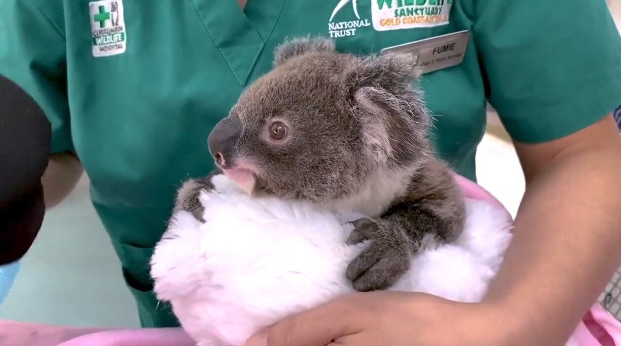 Queensland's First Koala Egg and Sperm Bank: Preserving Australia's Iconic Species (2026)