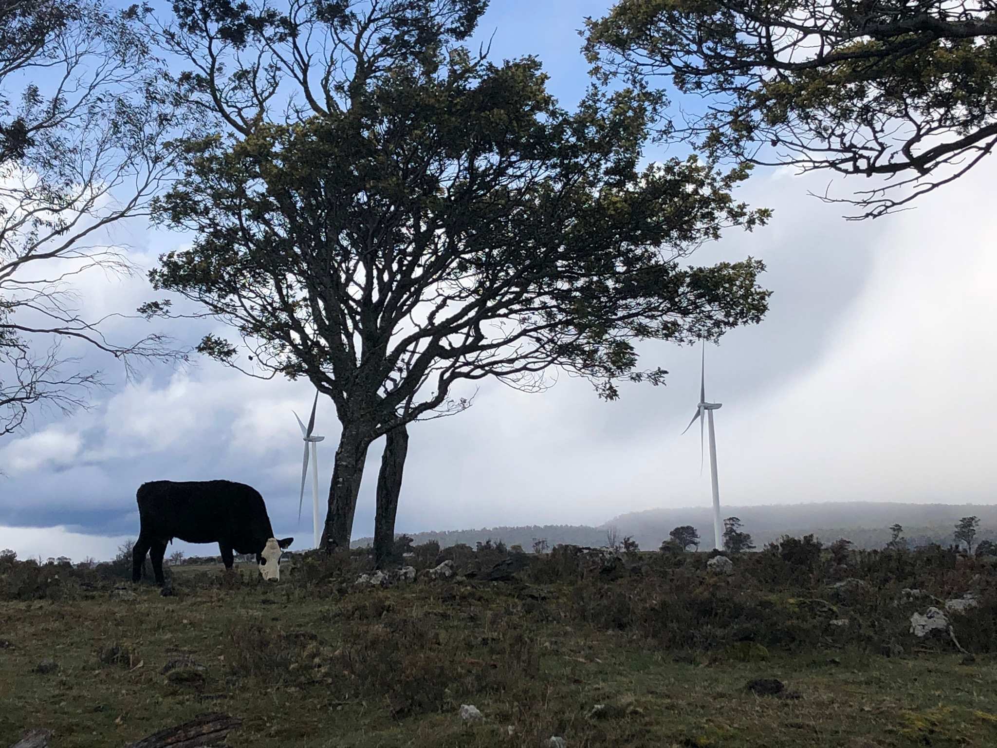 There S Global Interest In Tasmania S Wind Farms But Can Foreign