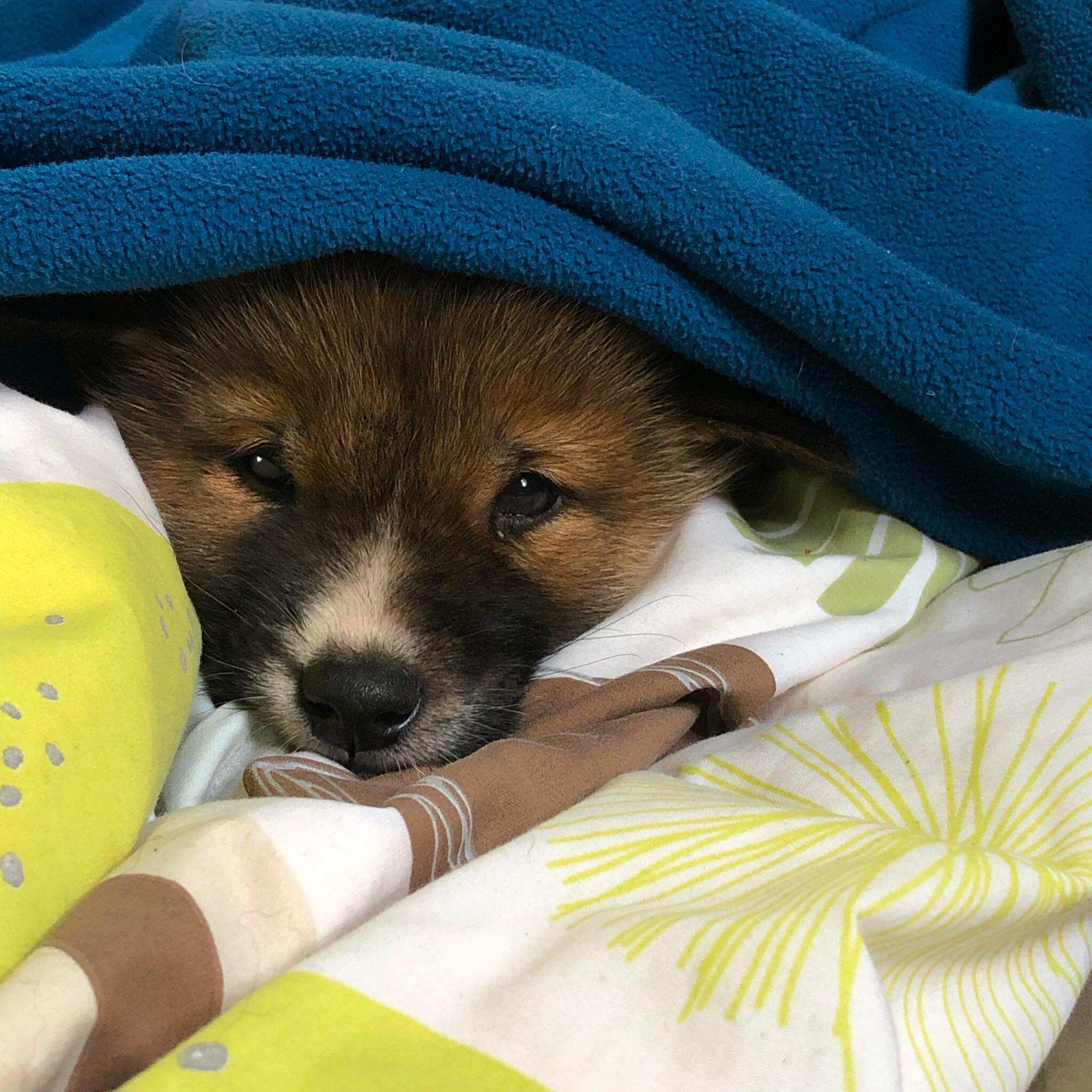 Thursday, dec 09, 2021actor jussie smollett found guilty of lying about racist . How Much Of A Dog Is A Dingo New Research Rekindles Identity Debate Abc News