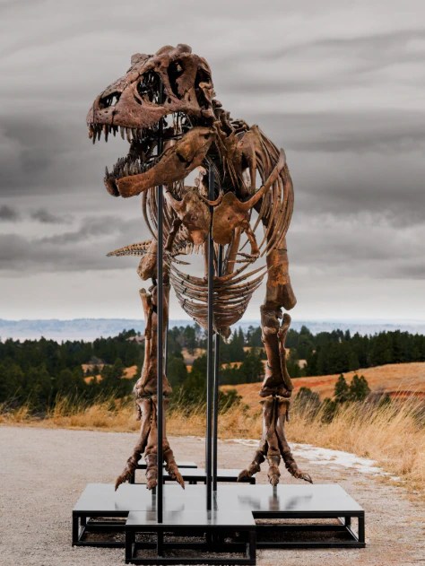 Unbelievable! T-Rex Skeleton 'Gus' Breaks Auction Records at $72M (2026)