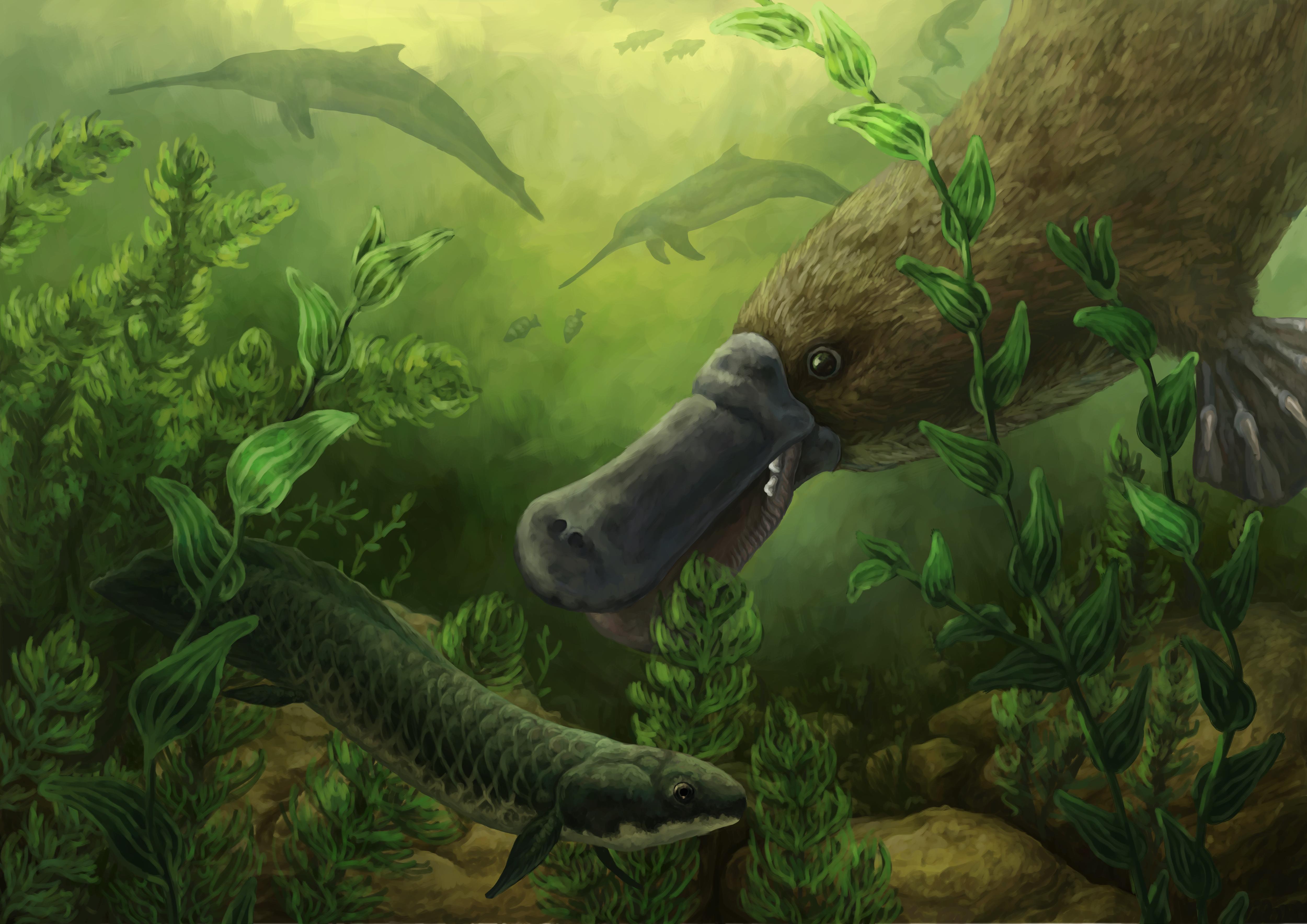 25-Million-Year-Old Platypus Teeth Discovered: What It Reveals About An Ancient Diet (2026)