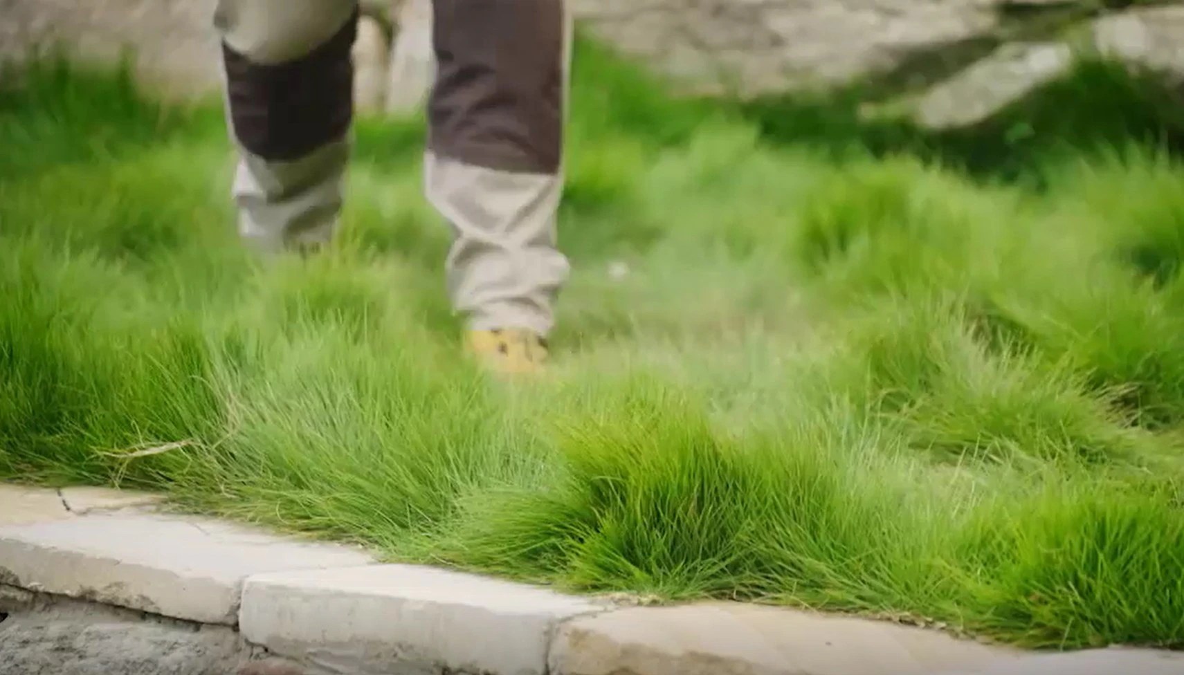 Native Lawn Ideas: Water-Efficient, Low-Maintenance Gardens (2026)