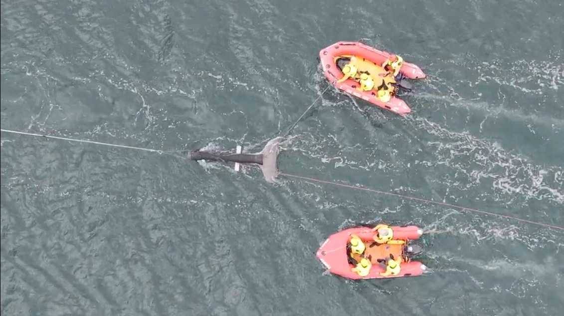 Whale Rescuers: A Dangerous Mission During Annual Migration (2026)
