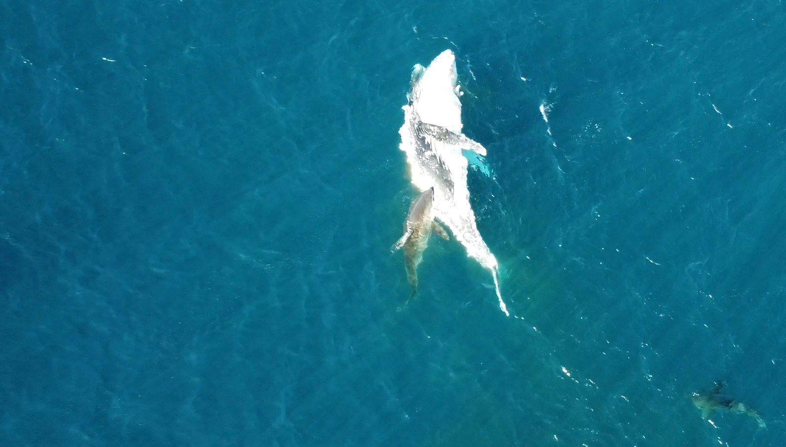 Drone Captures Epic Shark Feeding Frenzy on Whale Carcass (2026)