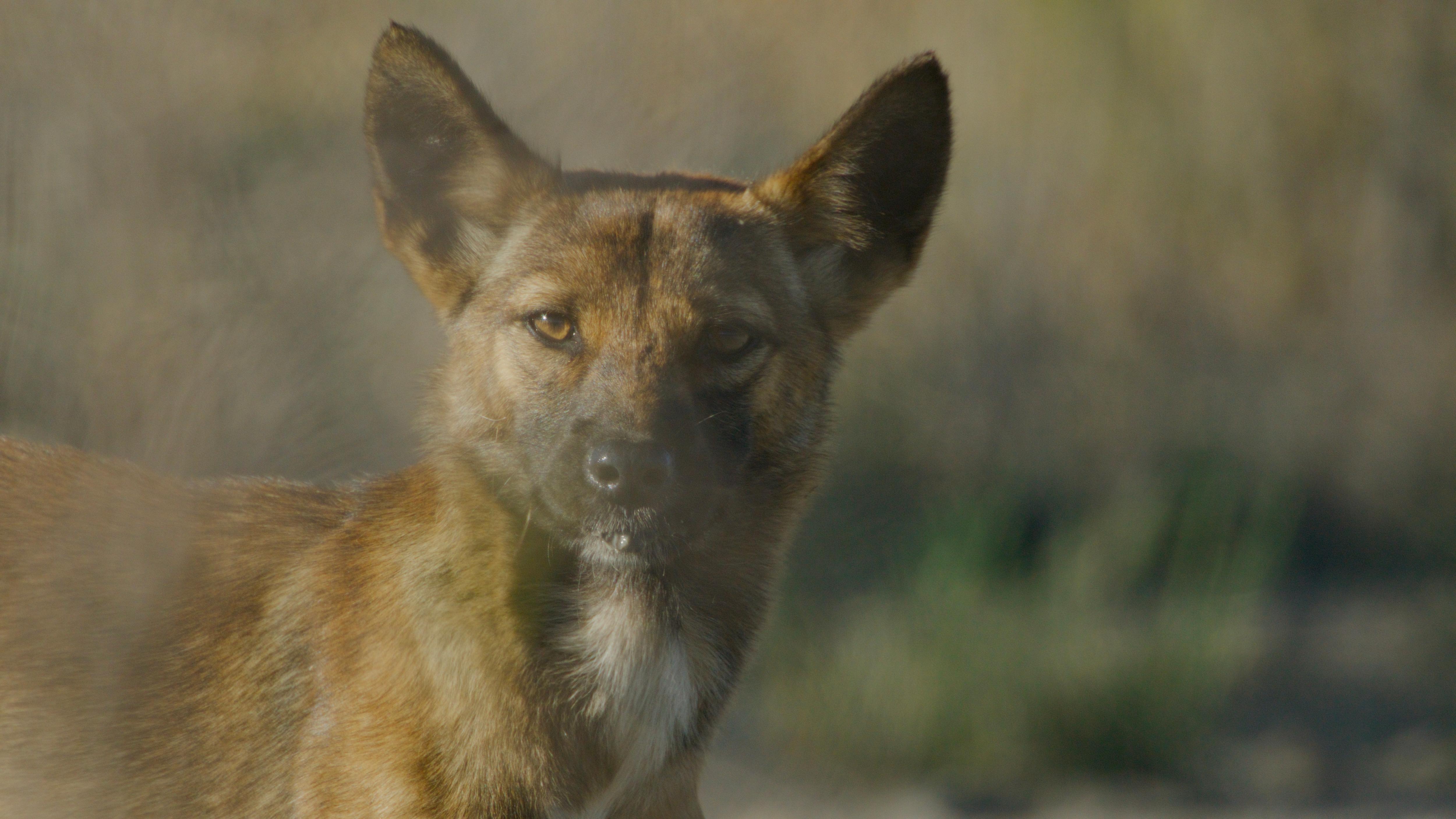 Big Desert Dingoes: The Fight for Survival (2026)