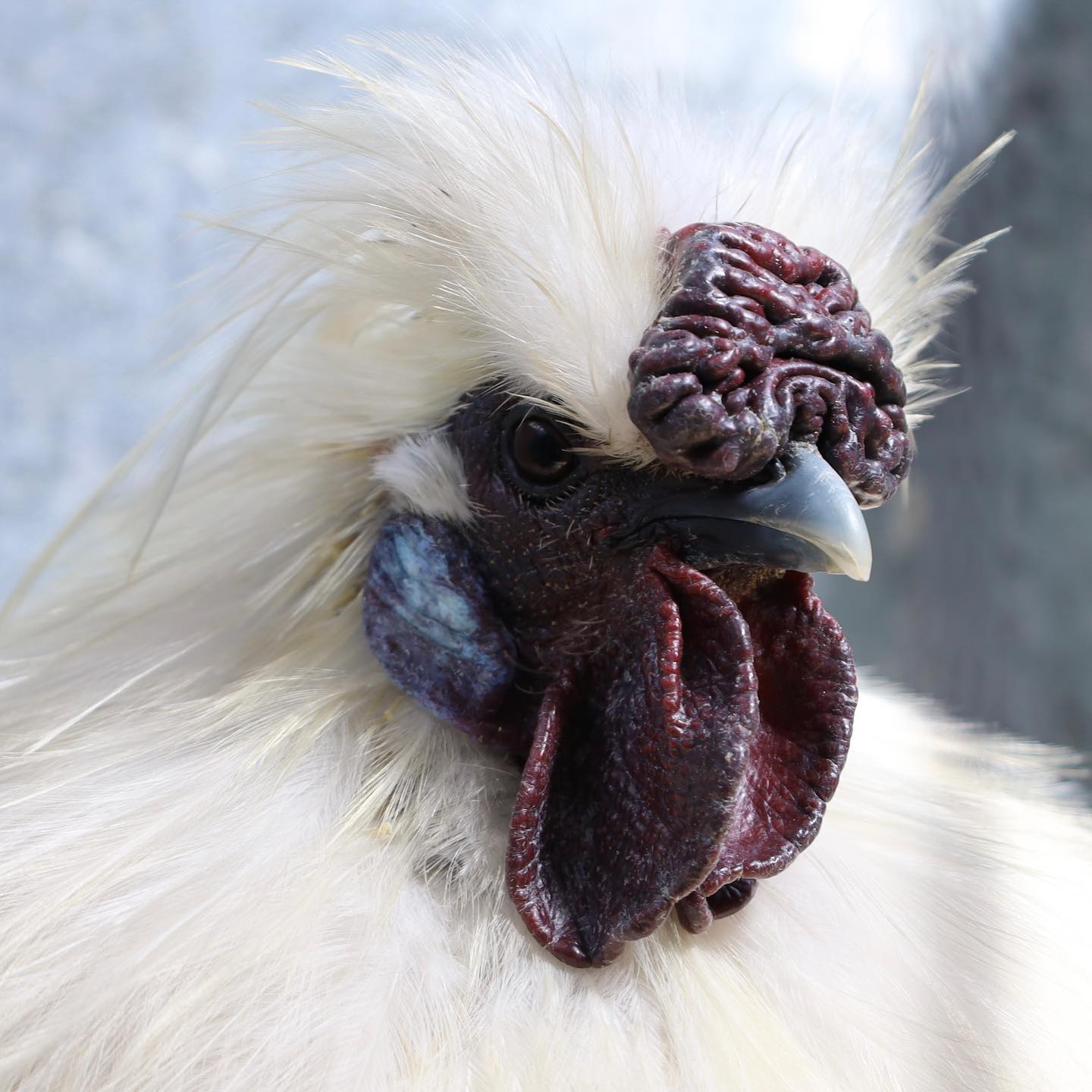 Bird Flu Crisis in Tasmania: Farmers' Fears & Poultry Show Cancellation Explained (2026)