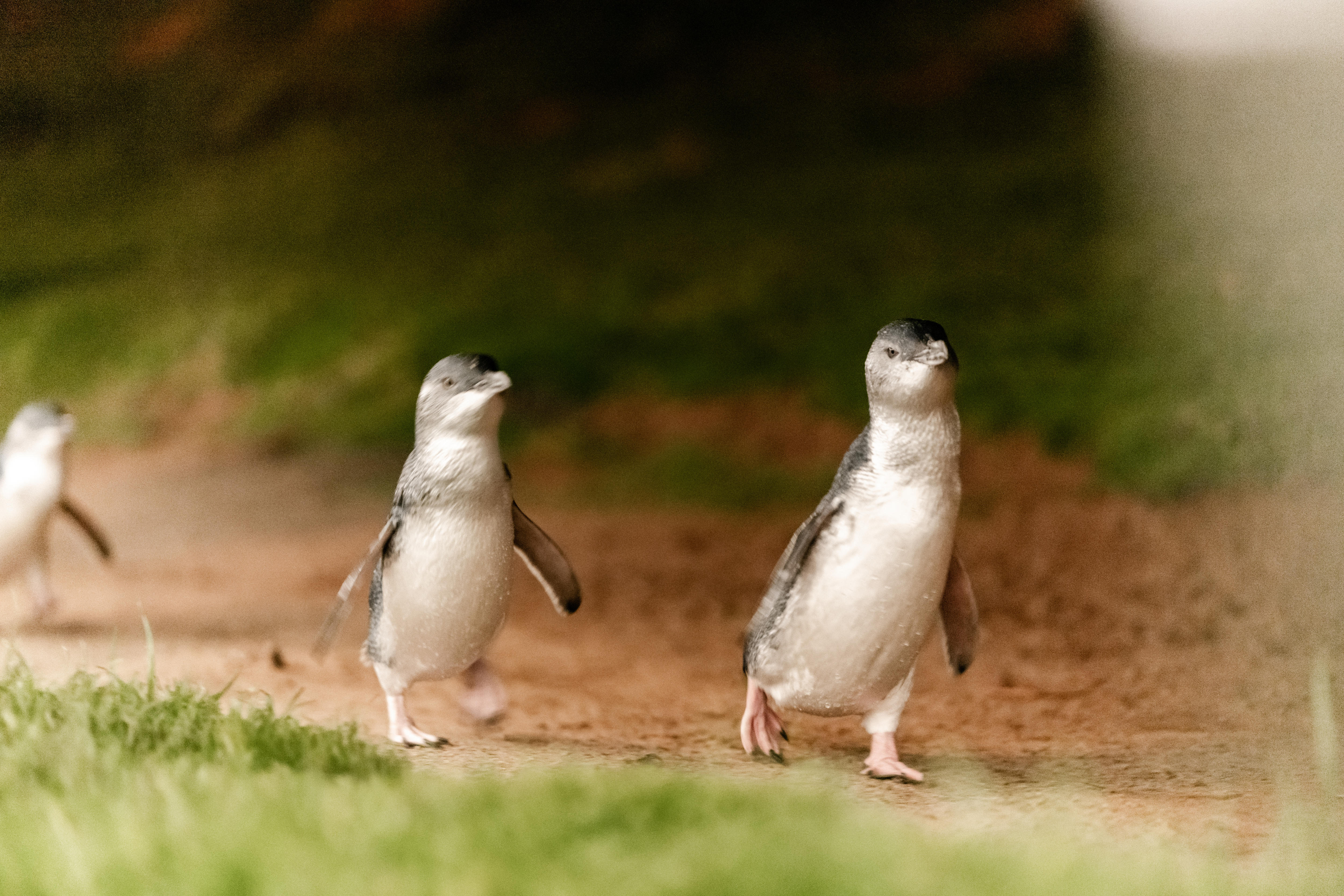 Mass Penguin Vaccination Against Bird Flu in Australia | Wildlife Conservation Update (2026)