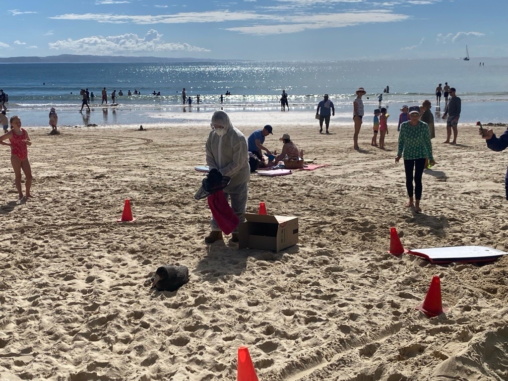Queensland Wildlife Rescuers Prepare for Bird Flu After Sick Giant Petrel Found at Noosa (2026)