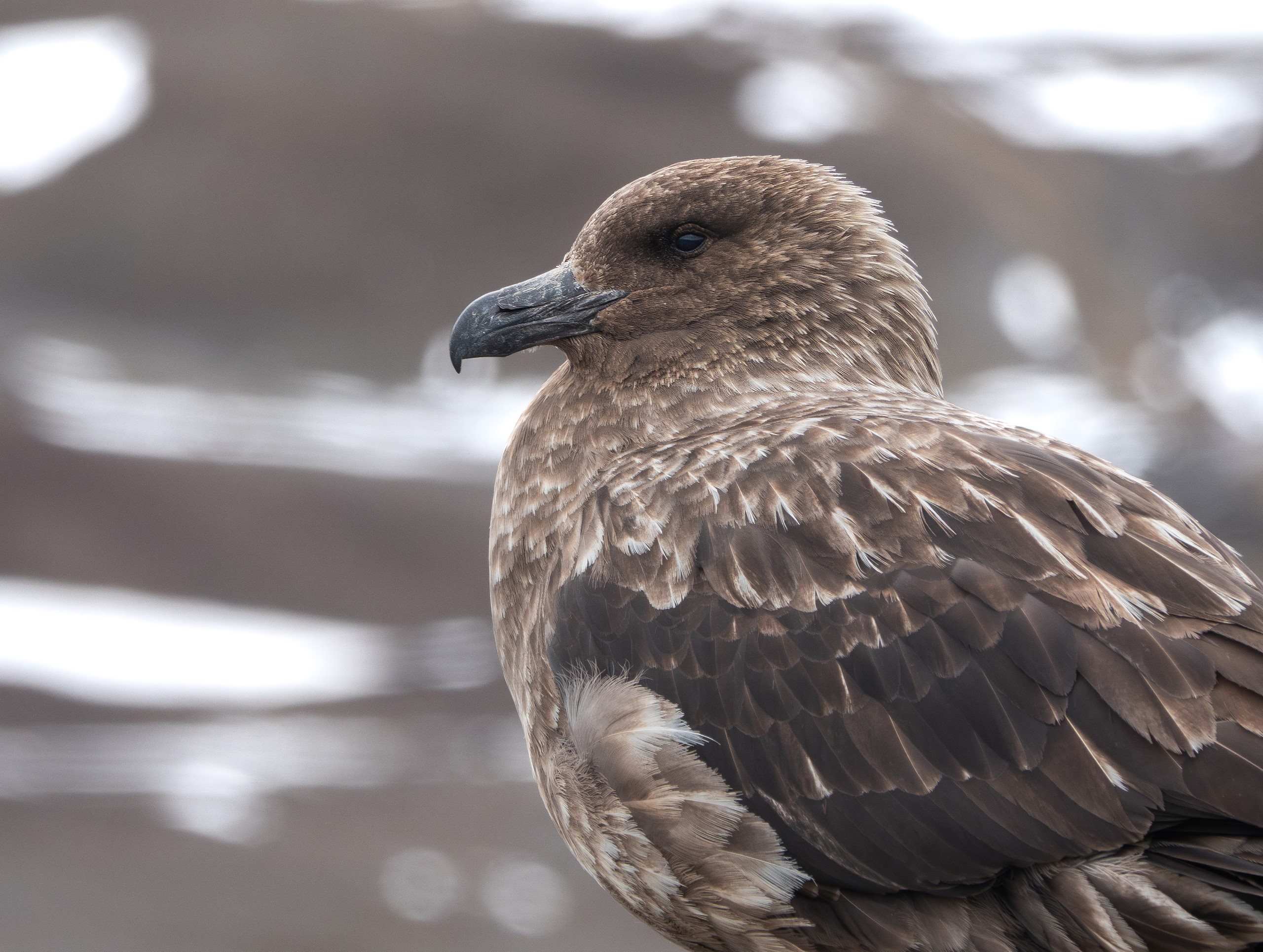 New Zealand's Fight Against H5N1: Protecting Unique Bird Species (2026)
