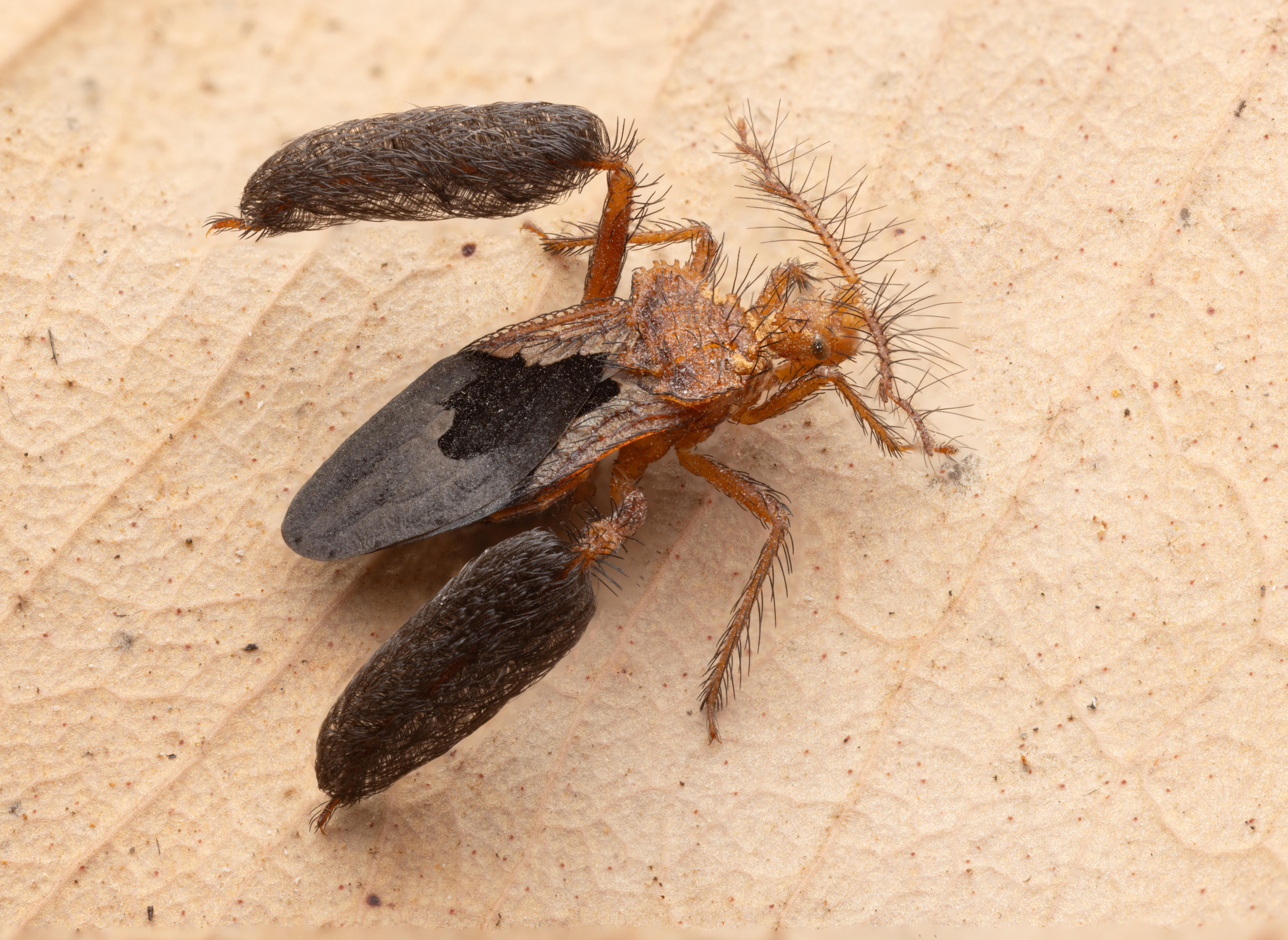 New Species Alert! Meet the Larrakia Feather-Legged Assassin Bug Discovered Near Darwin (2026)