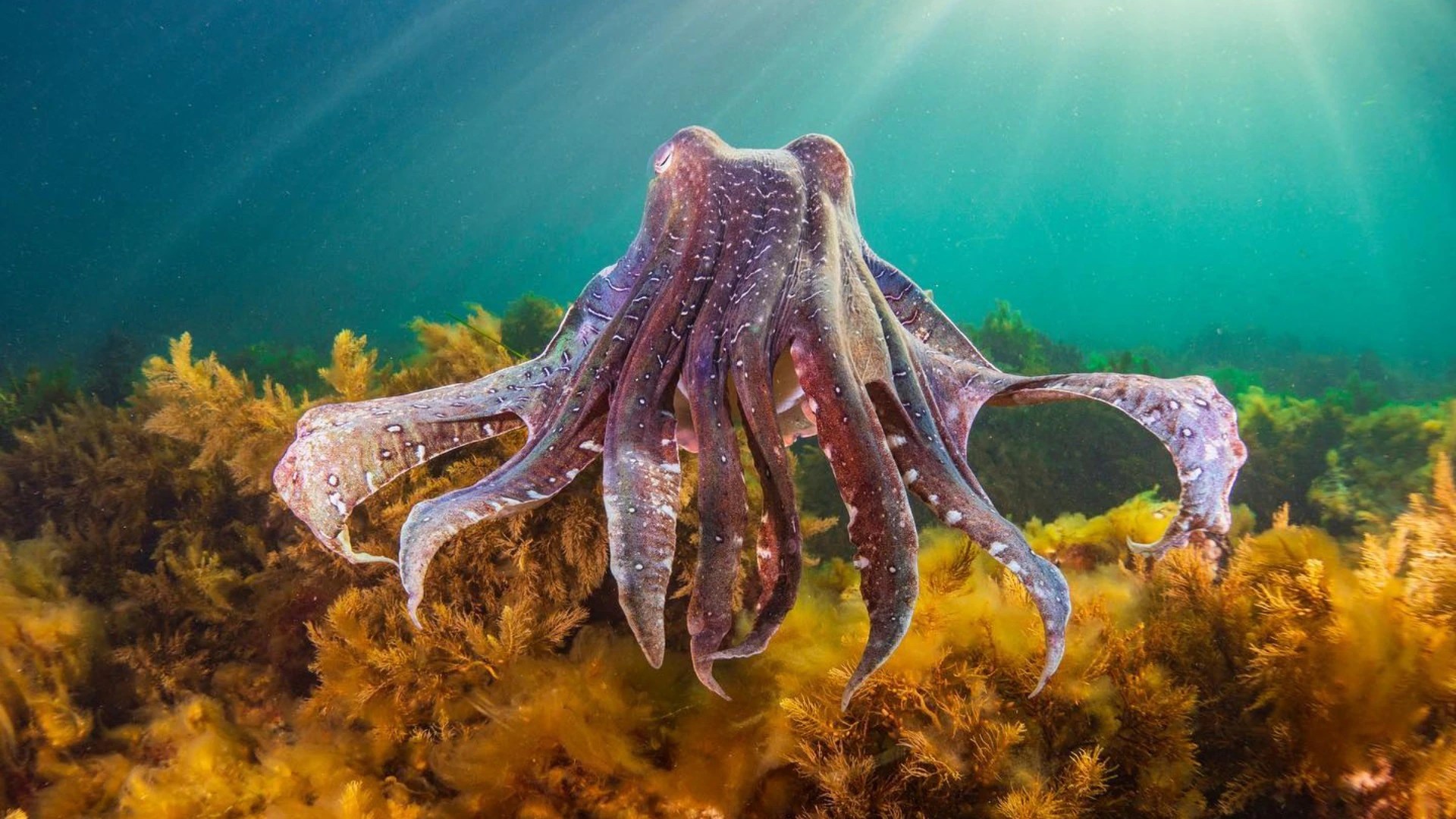 South Australia's Giant Cuttlefish Population Hits Record Low – What's Causing the Collapse? (2026)