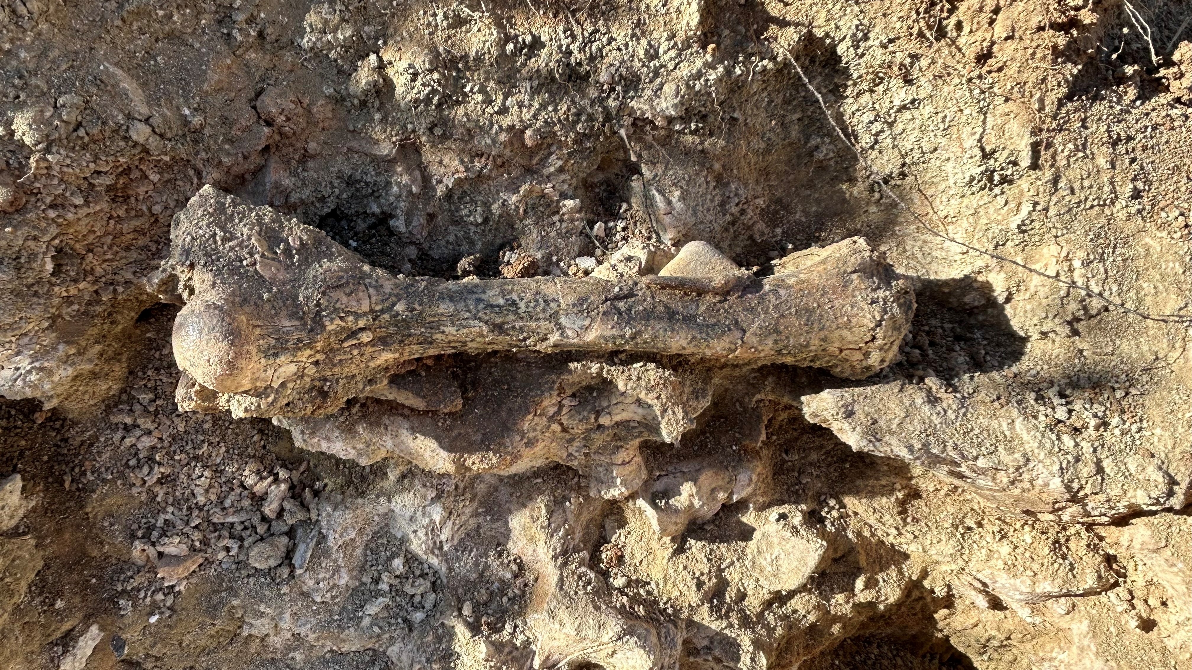 Uncovering the Ancient Territory Thylacine: A New Fossil Discovery (2026)
