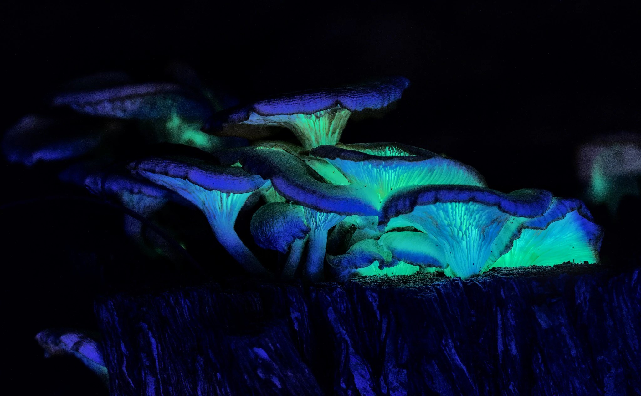 Ghost Mushroom Season Draws Out Droves Of Photographers Abc News