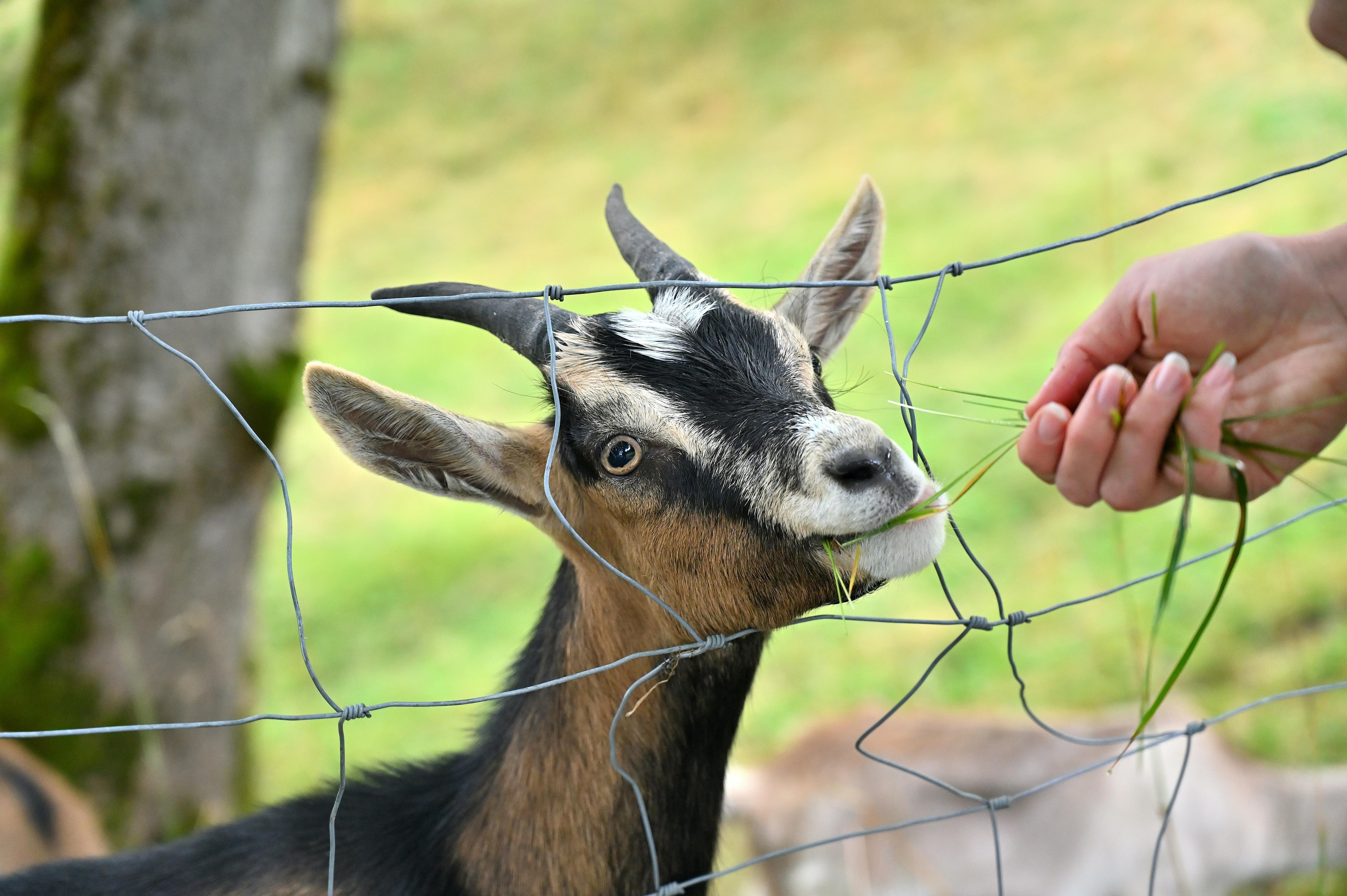 Rare STEC Infection Linked to Petting Zoo Causes Tragedy in Victoria (2026)