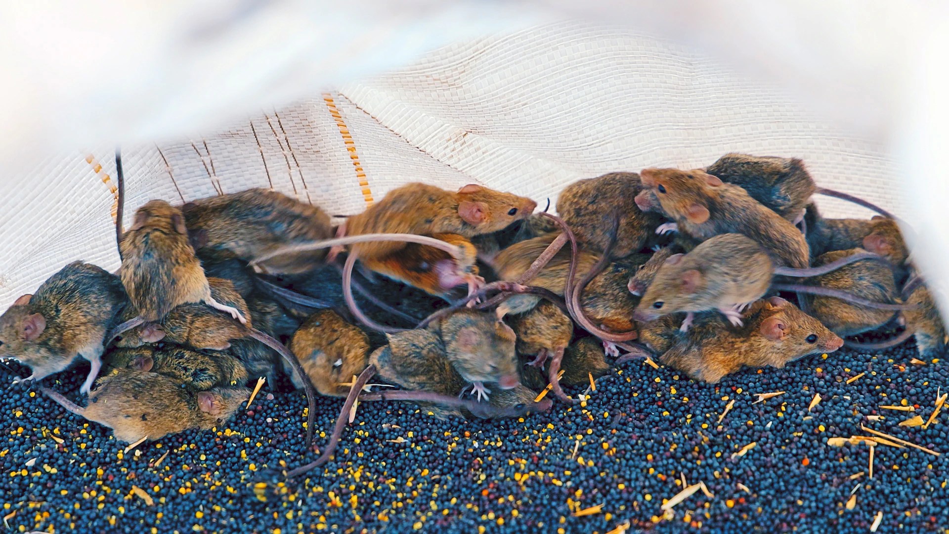 Mouse Plague Crisis in Morawa, WA: A Town Overrun by Rodents (2026)