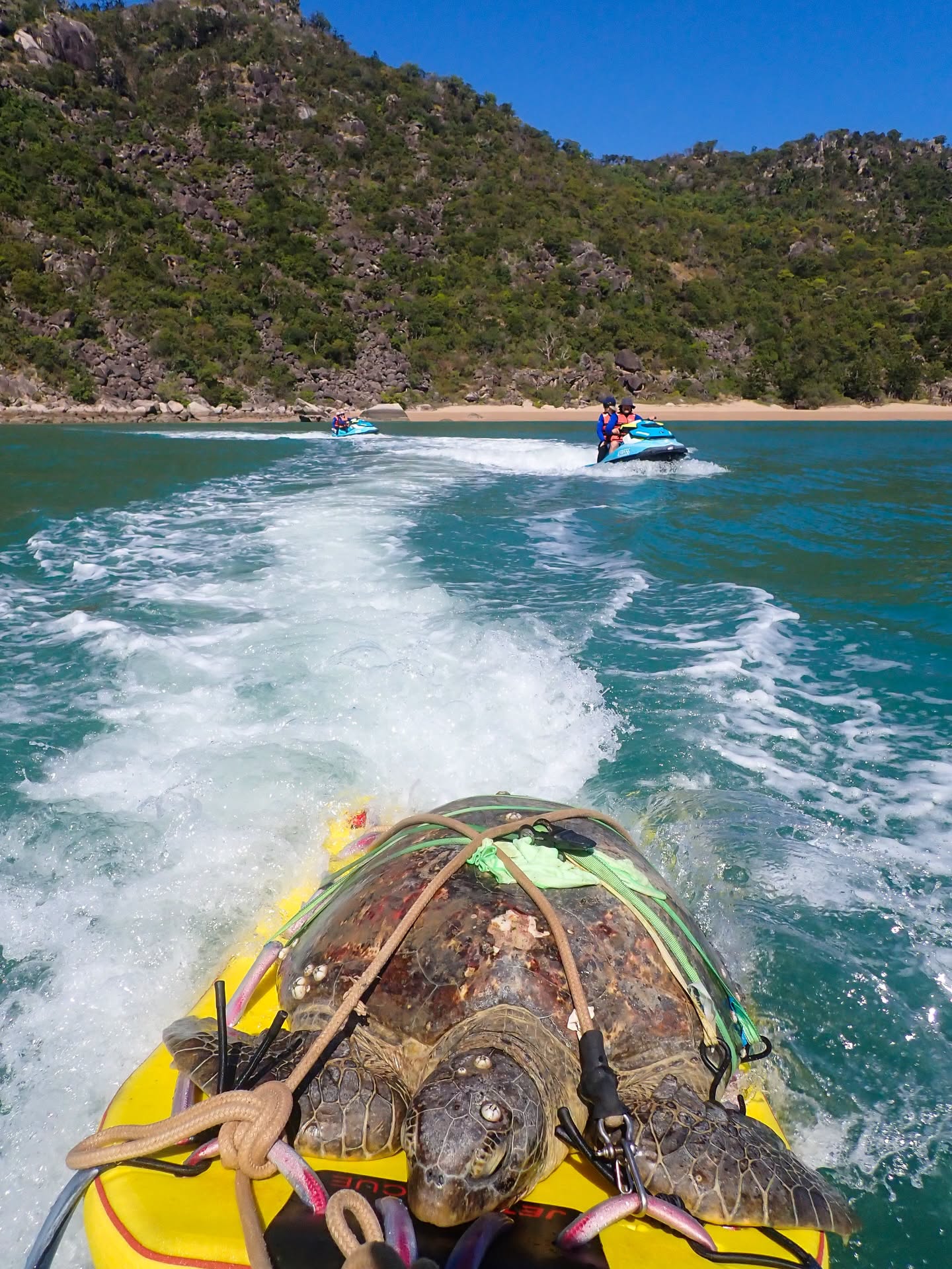 Jetski Riders Rescue 'Princess Peach' the Turtle on Magnetic Island! 🐢💦 (2026)