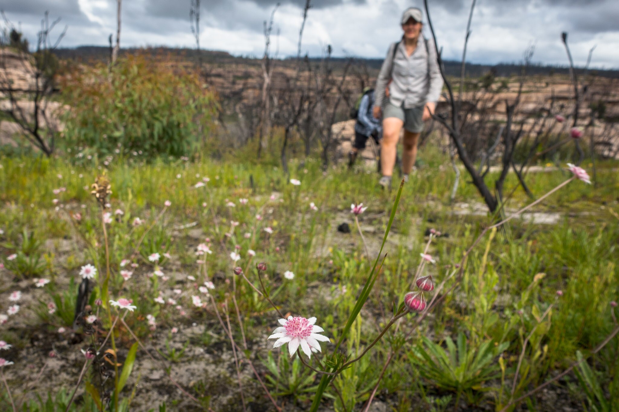 How Fire Shapes Australian Wildflowers: Climate Change's Impact on Orchids & Ecosystems (2026)