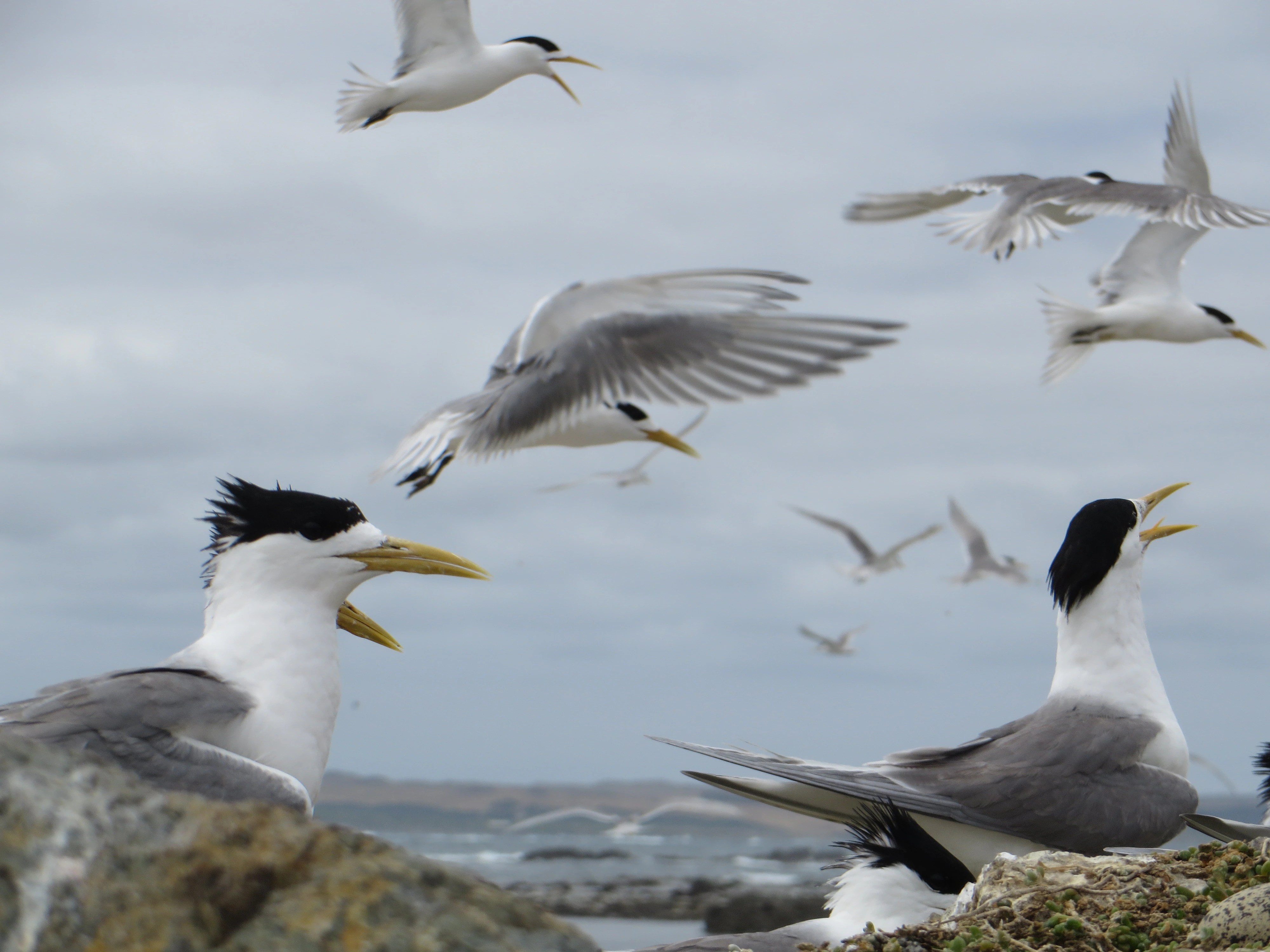 Bird Flu Training: How South Australian Volunteers Are Helping Detect and Prevent the Spread (2026)