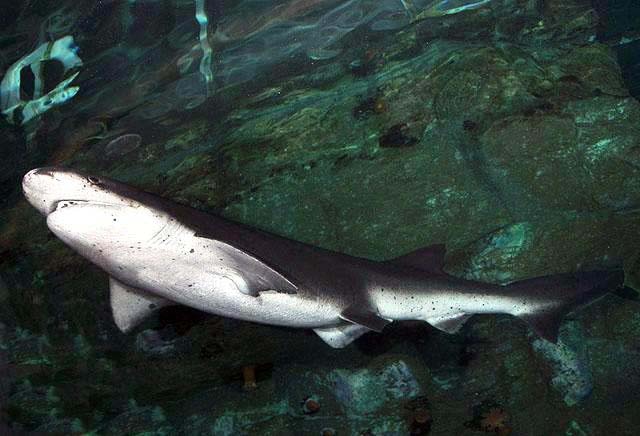 Unraveling the Mystery: Why the Bruny Island Shark Attack is Uncommon (2026)