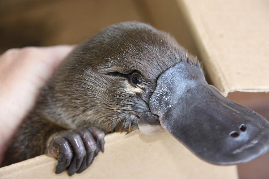 Saving the Platypus: Why This Iconic Species Needs Our Help (2026)
