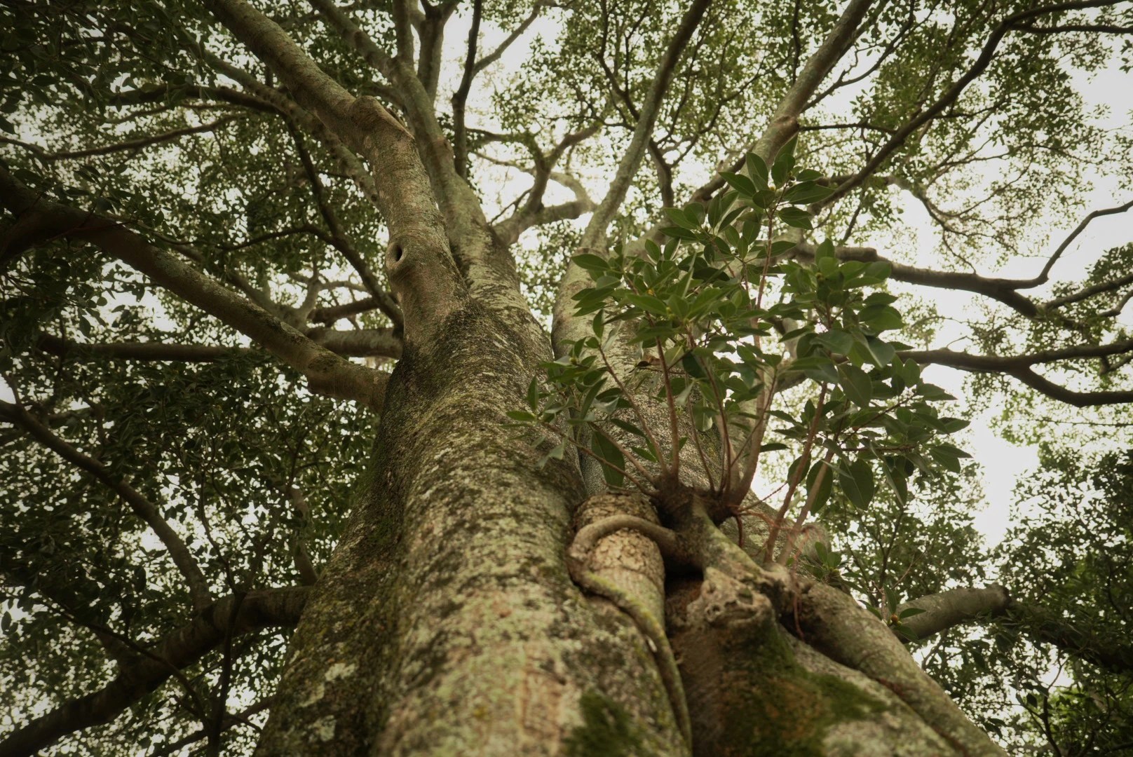 Brisbane's Parks Under Threat: The Polyphagous Shot-Hole Borer Invasion (2026)