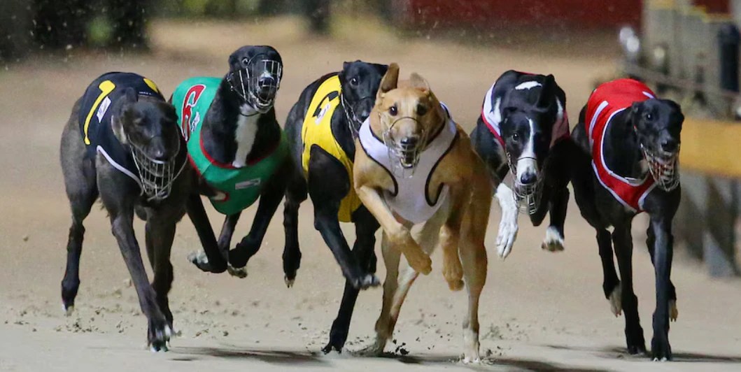 Tasmania's Greyhound Industry Fights Back: Compensation Plan Rejected (2026)
