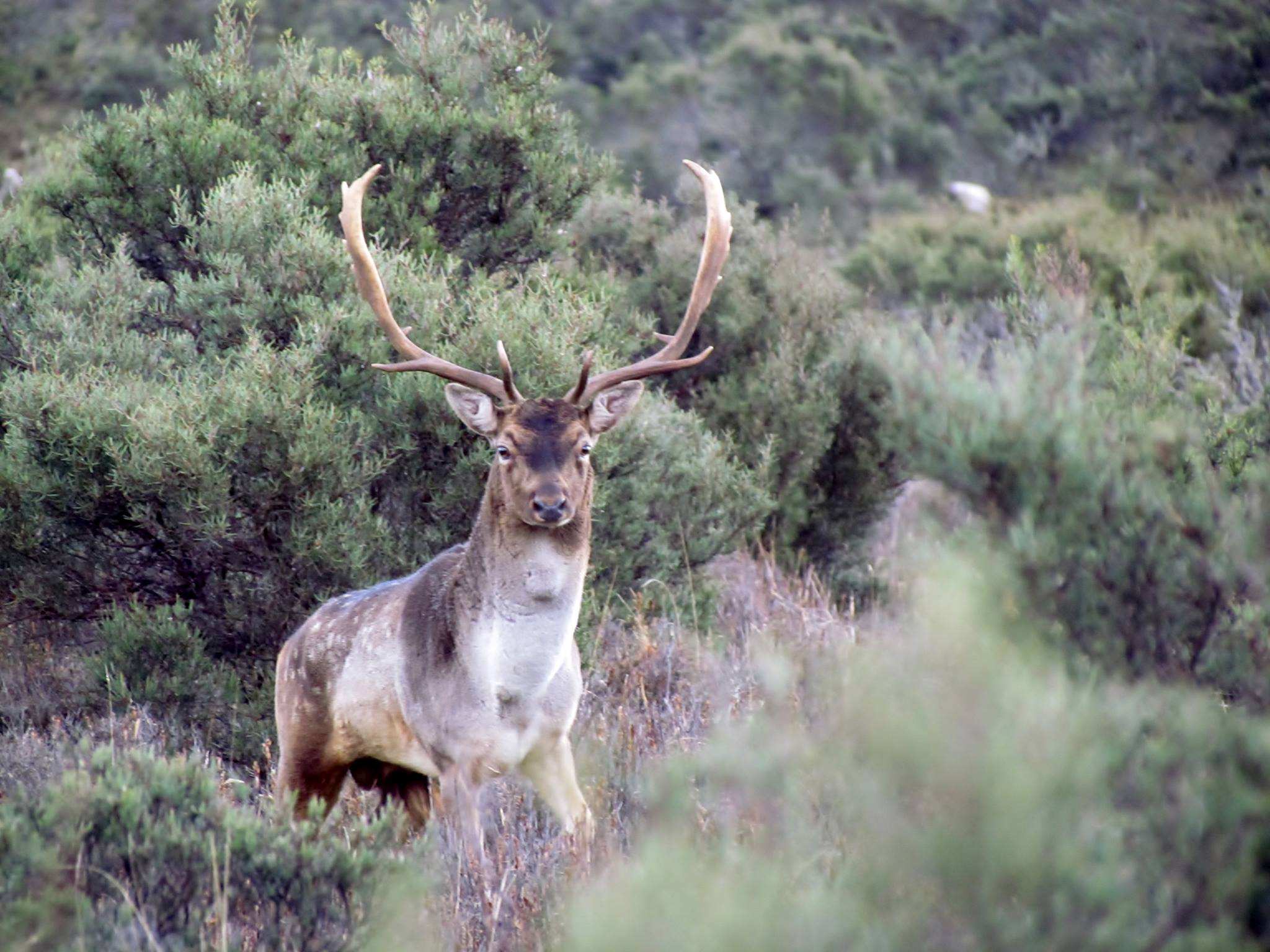 Tasmania's Deer Dilemma: Farmers and Hunters React to New Hunting Rules (2026)