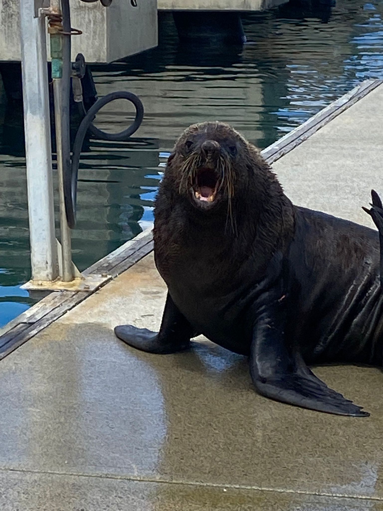 Grumpy Seal Crashes Mornington Peninsula Regatta! 🐾 | Funny Wildlife Encounter (2026)