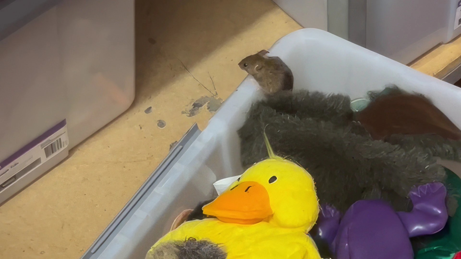Mouse Plague Taskforce to Help WA Country Schools Battling Infestation (2026)
