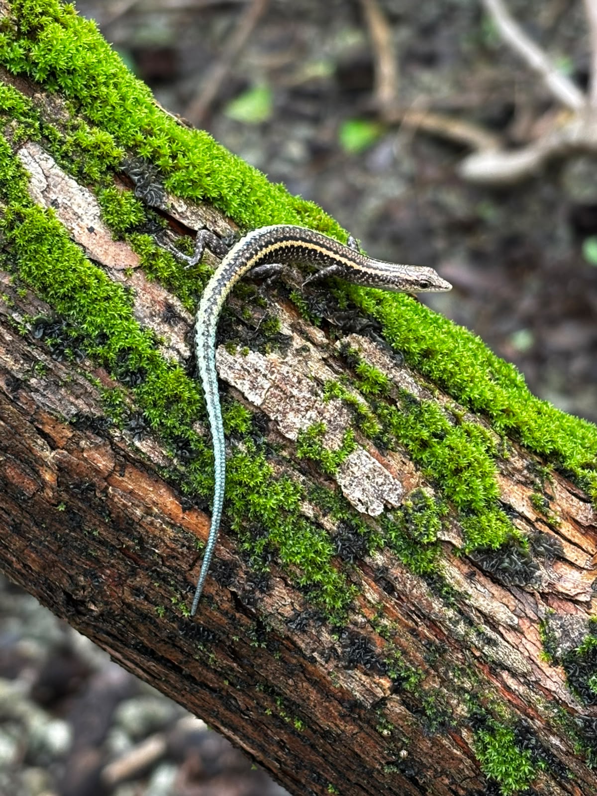Reviving the Blue-Tailed Skink: A Conservation Success Story (2026)
