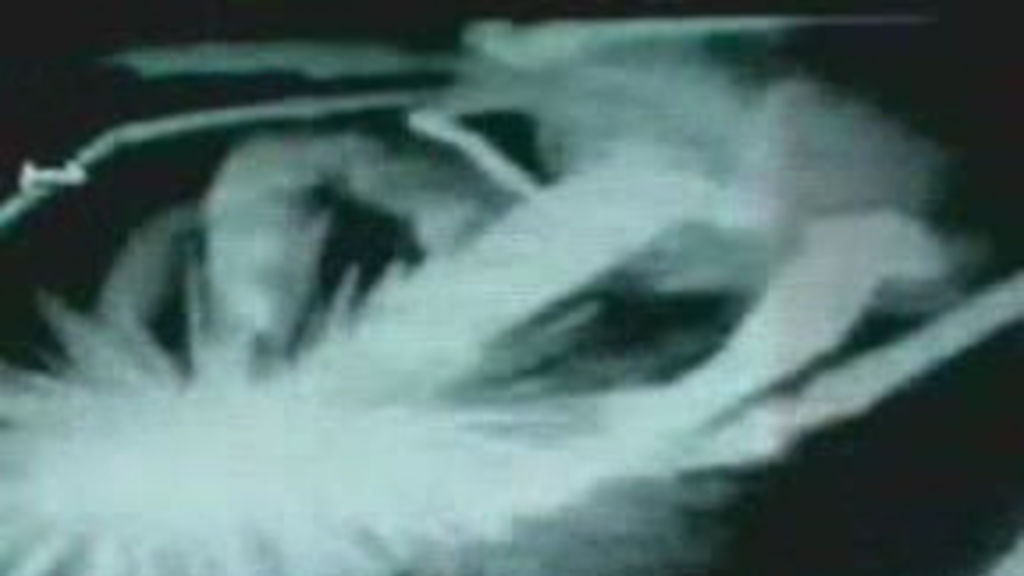 A Lobster Eats A Sea Urchin Abc News