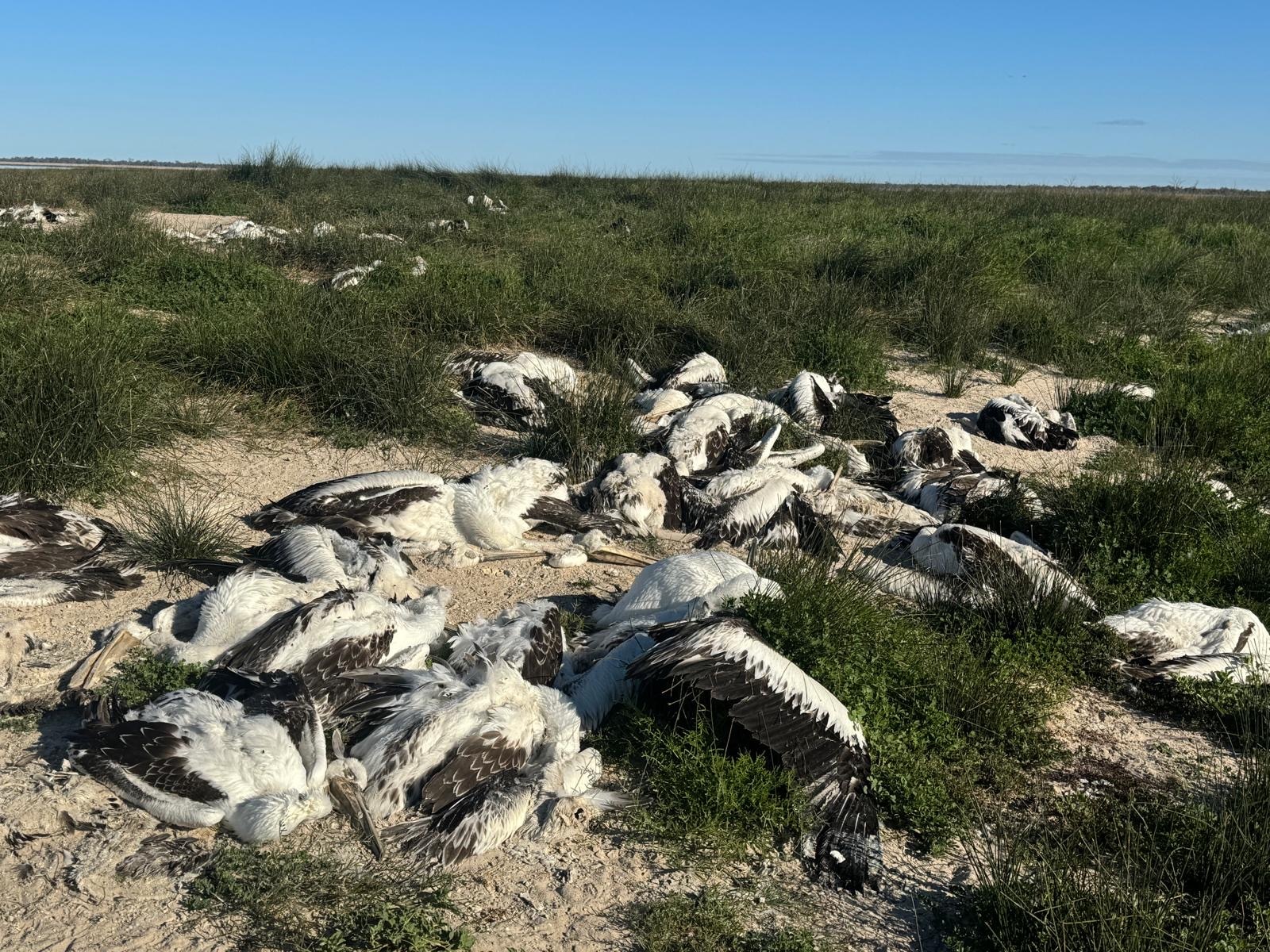 Mystery of the Dead Pelicans: Bird Flu Scare at Menindee Lakes (2026)