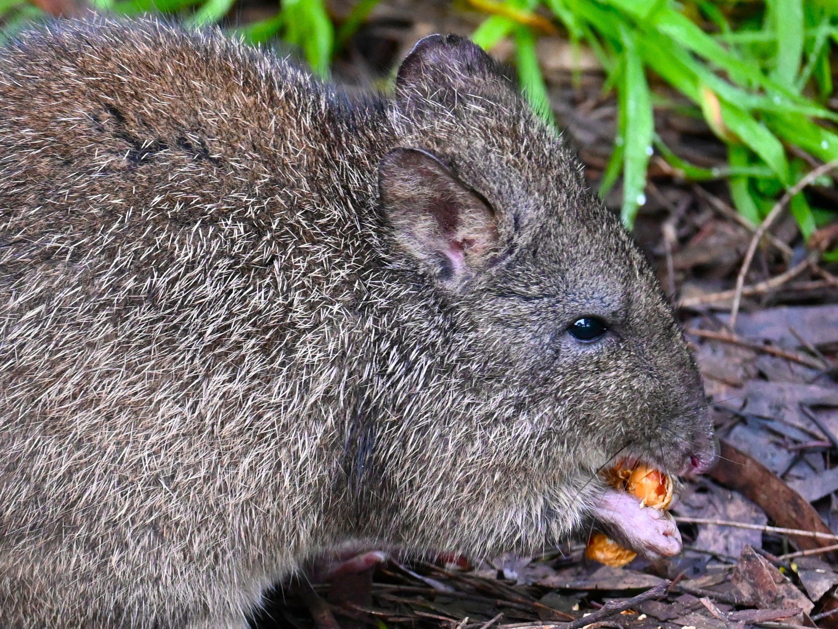 Ozzy's Journey: From Orphaned Potoroo to Independent Teen (2026)