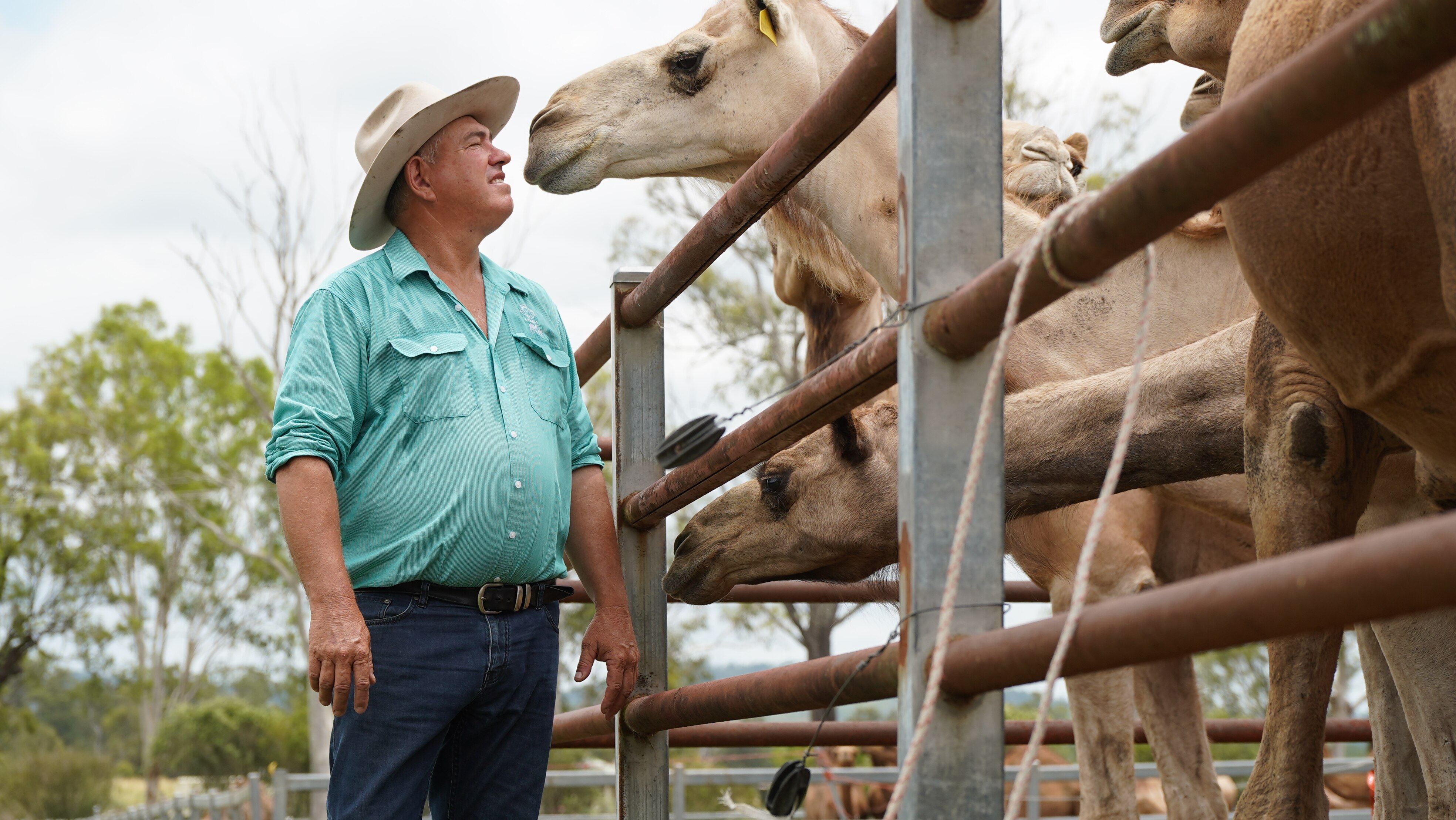 Queensland Camel Farm Exports Camel Milk to the US: A Wellness Revolution (2026)