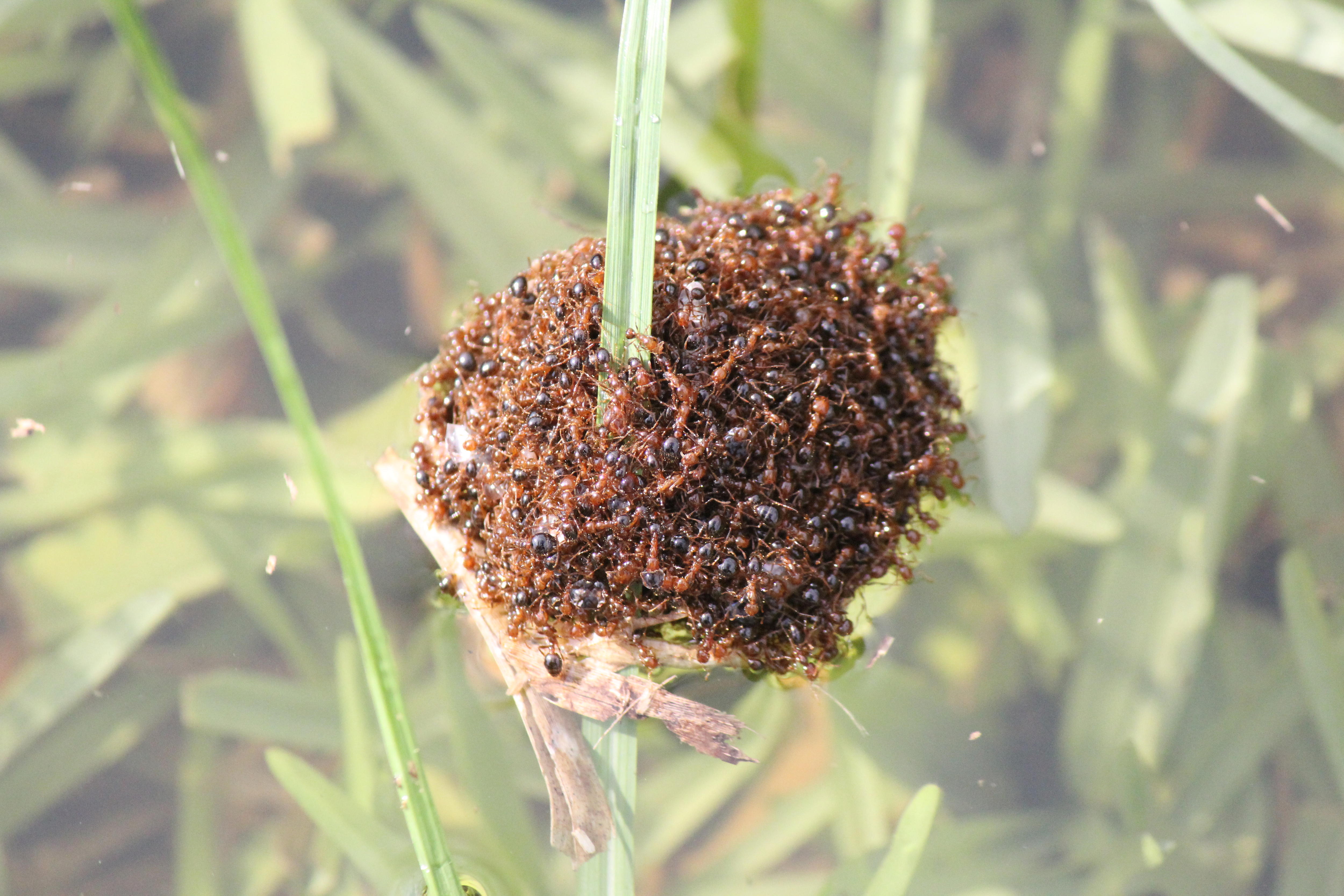 Fire Ants: The Hidden Threat to Human and Pet Lives in Australia (2026)
