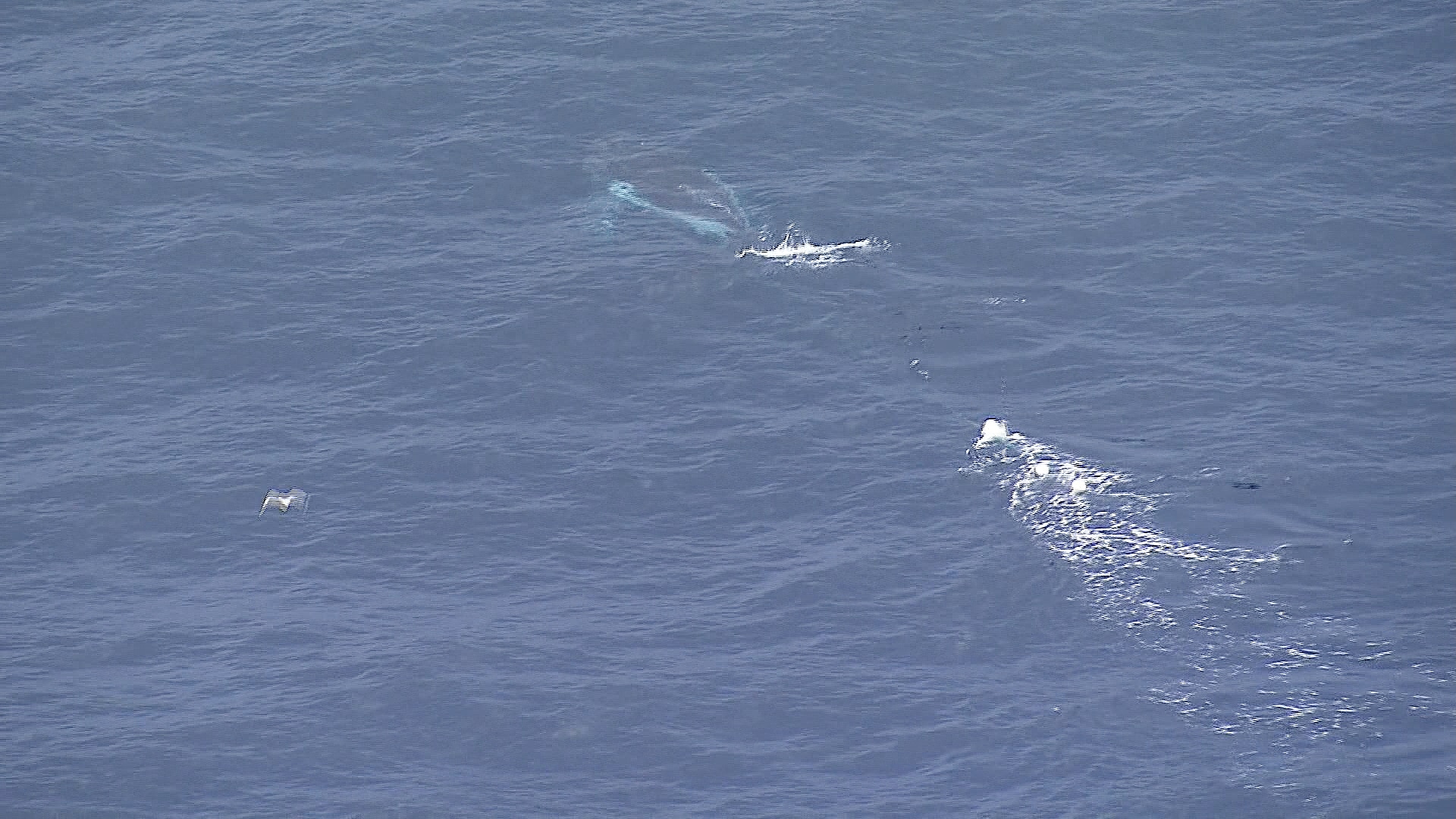 Sydney Rescuers Track Humpback Whale Entangled in Rope and Buoys (2026)