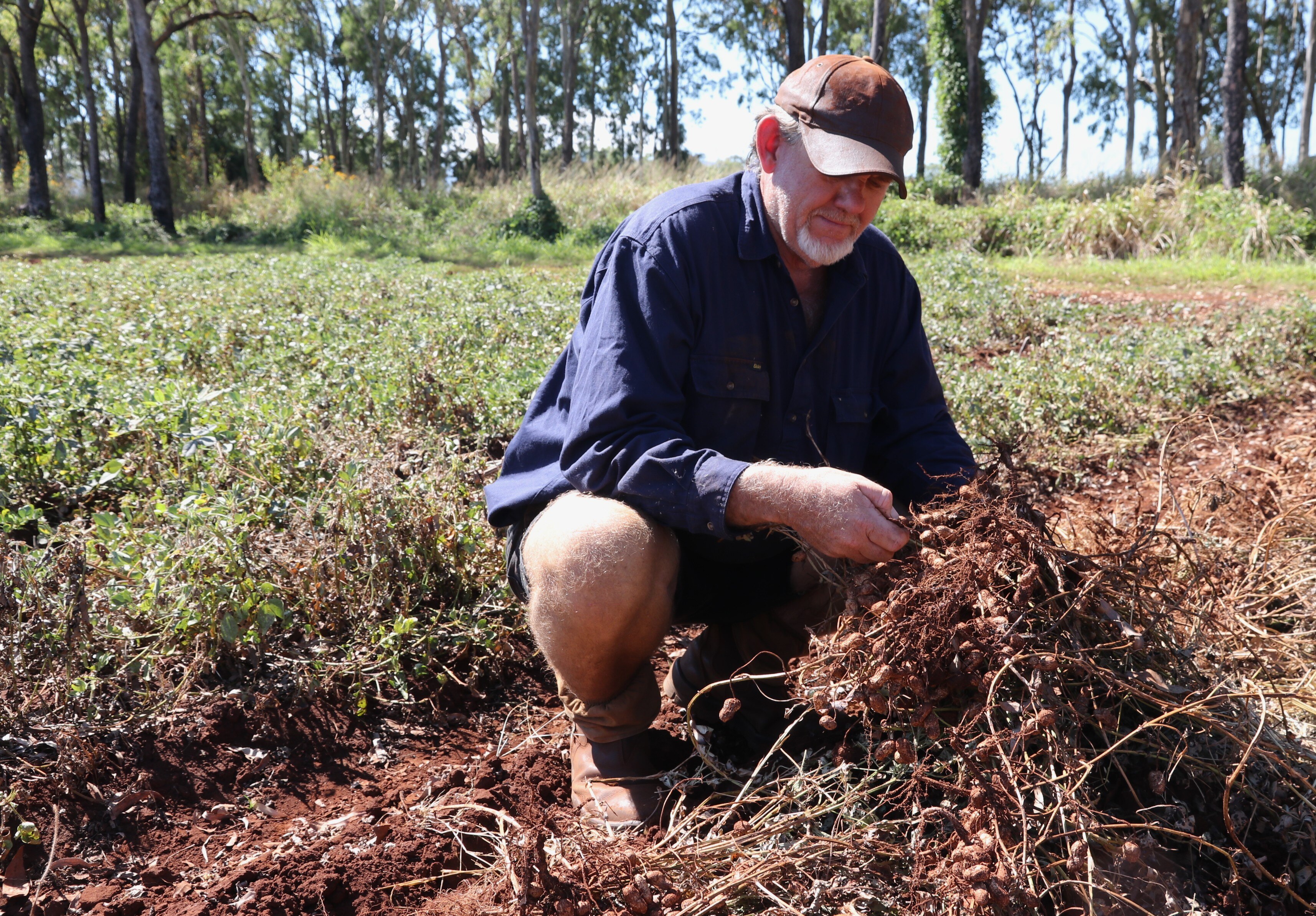 Australian Peanut Industry Revival: Crumptons' Investment Brings Hope (2026)