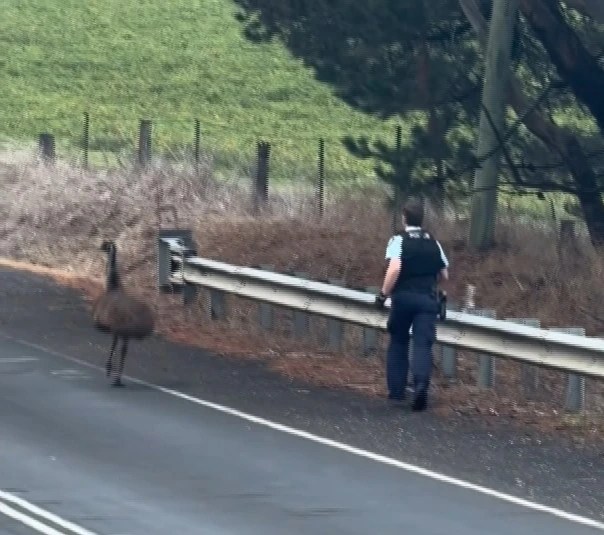 Emu on the Run: Hilarious Police Chase in Australia (2026)