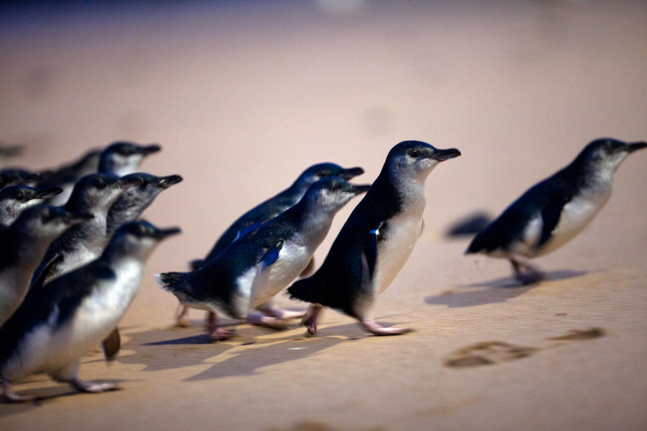 First Phillip Island Penguin Dies From H5N1 Bird Flu | Vaccination Program Begins (2026)