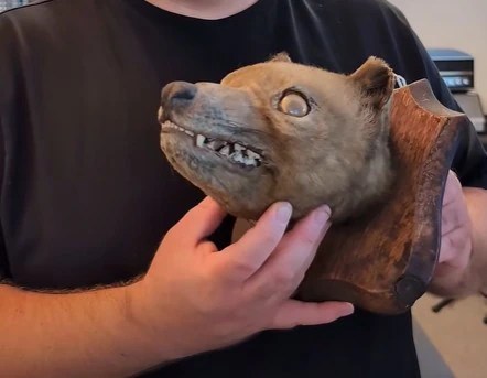 Thylacine Head: Rare Find or Misidentified Fox? | Taxidermy Mystery (2026)