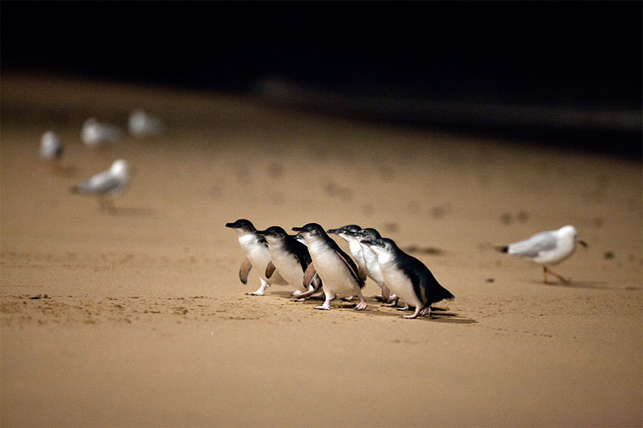 Saving Phillip Island's Penguins: A Race Against Time (2026)