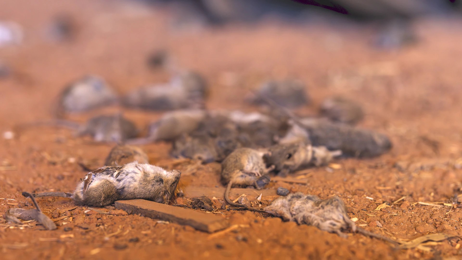 Double-Strength Bait: Can It Stop Australia's Devastating Mouse Plague? 🐁 (2026)